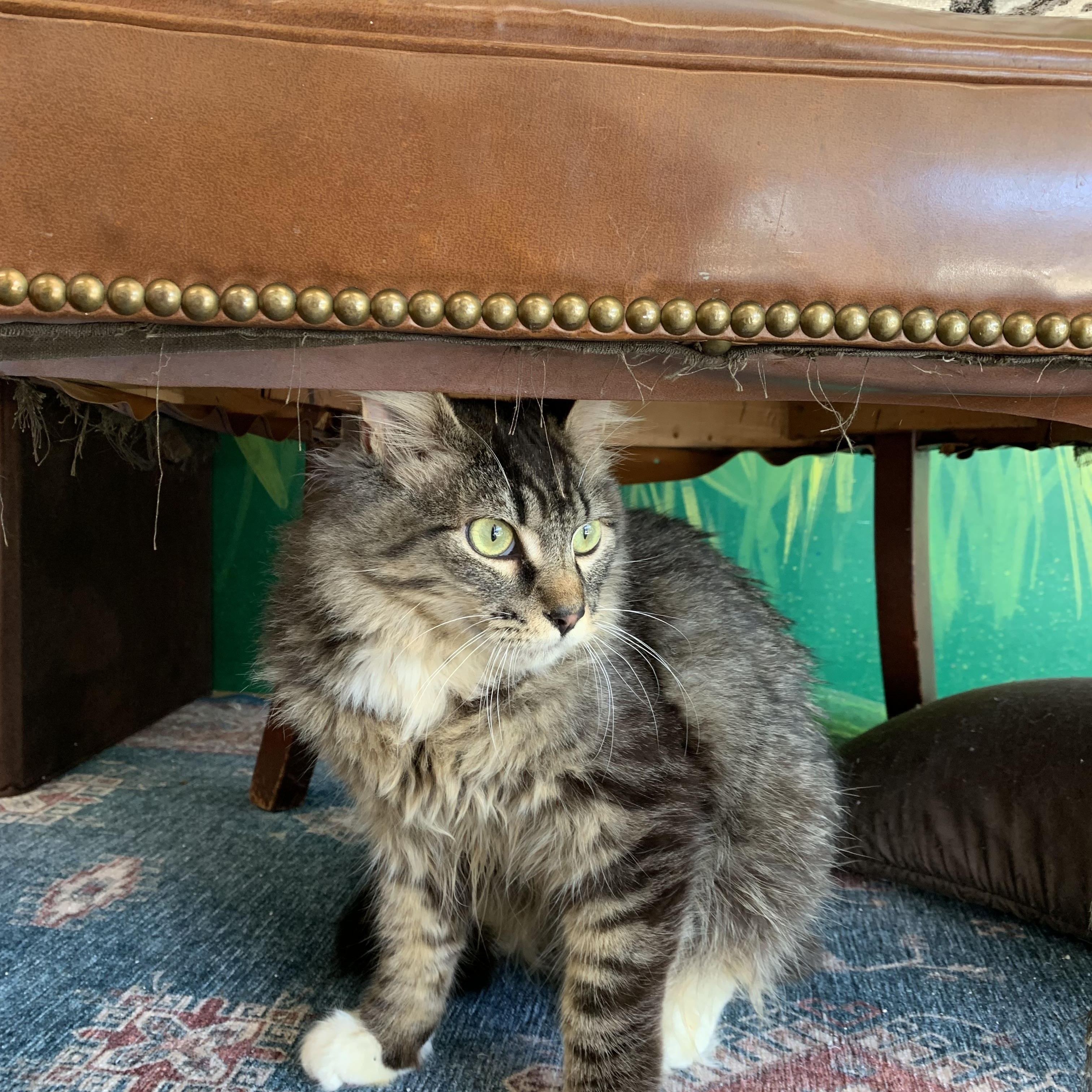 Enlarge Nemo, a Adoptable Domestic Long Hair in Kelso, WA image 1/5
