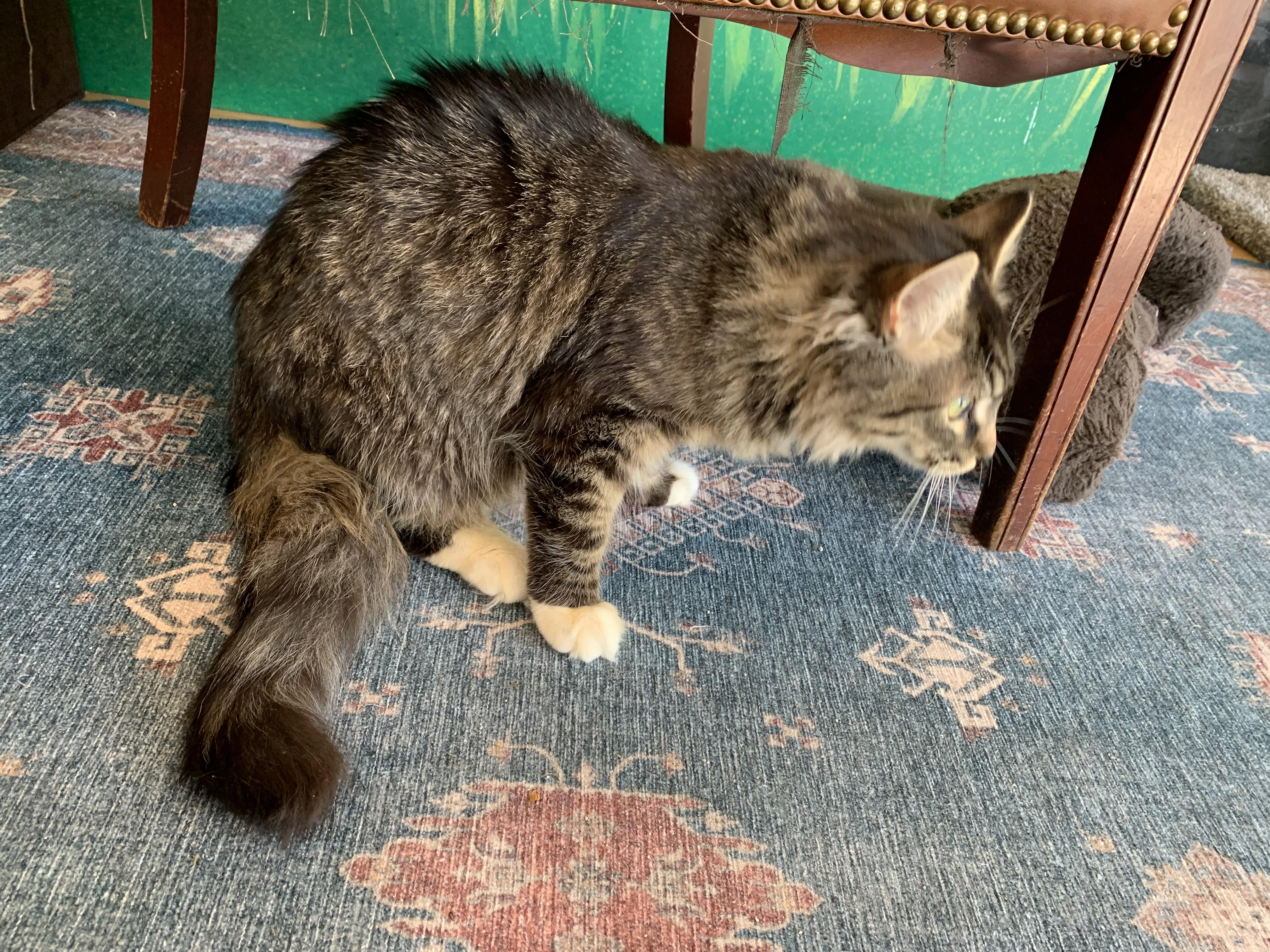 Enlarge Nemo, a Adoptable Domestic Long Hair in Kelso, WA image 5/5