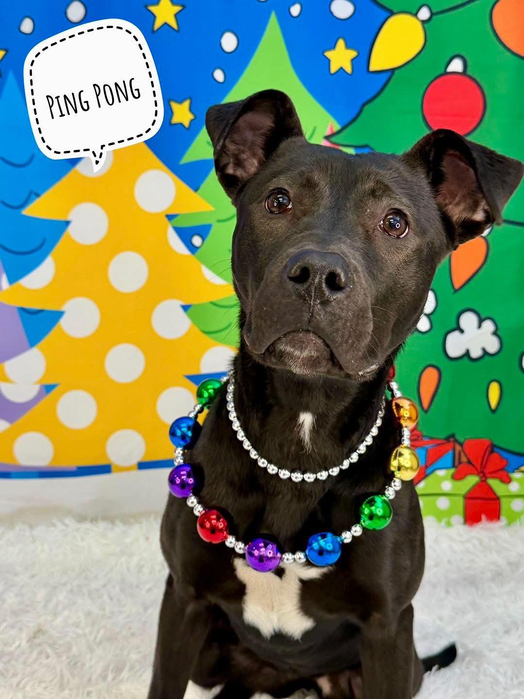 Ping Pong, ADOPTABLE, Young Female Mixed Breed.