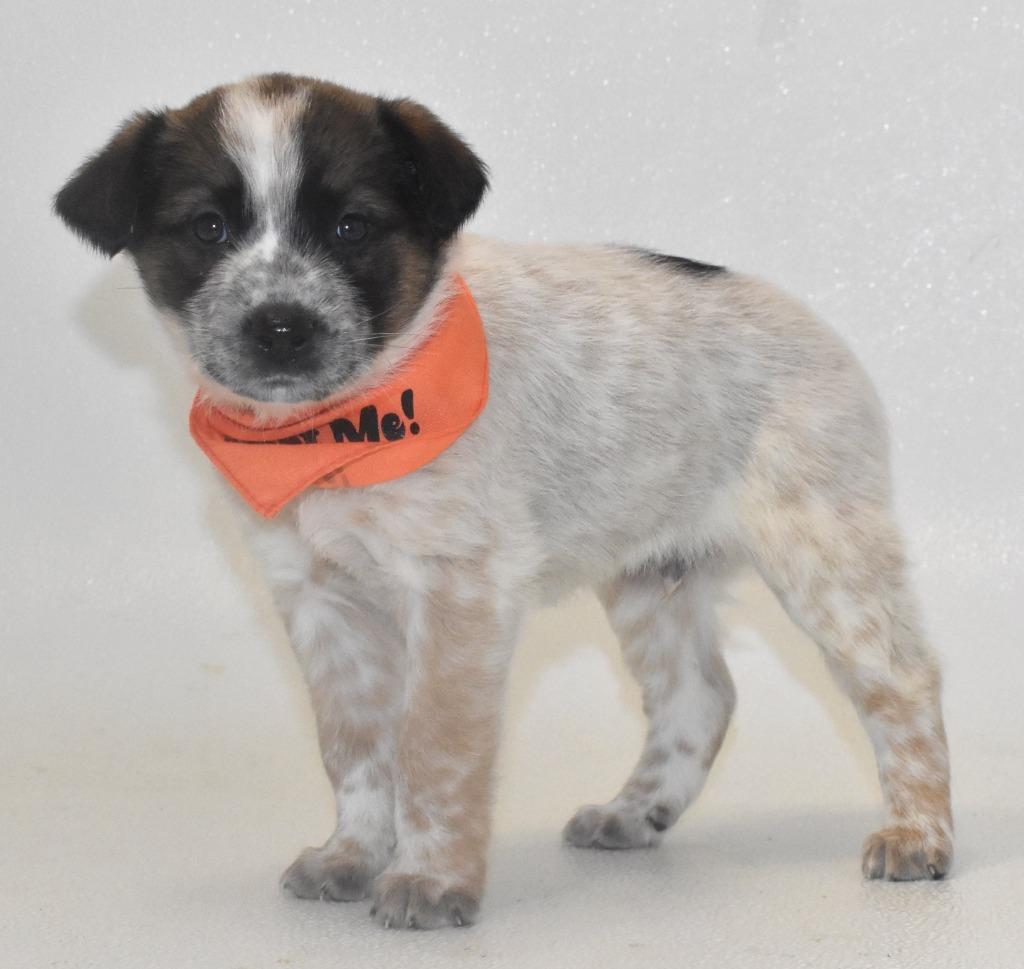 Enlarge Peanut Butter, a Adoptable Australian Cattle Dog / Blue Heeler in Springfield, OH image 1/4