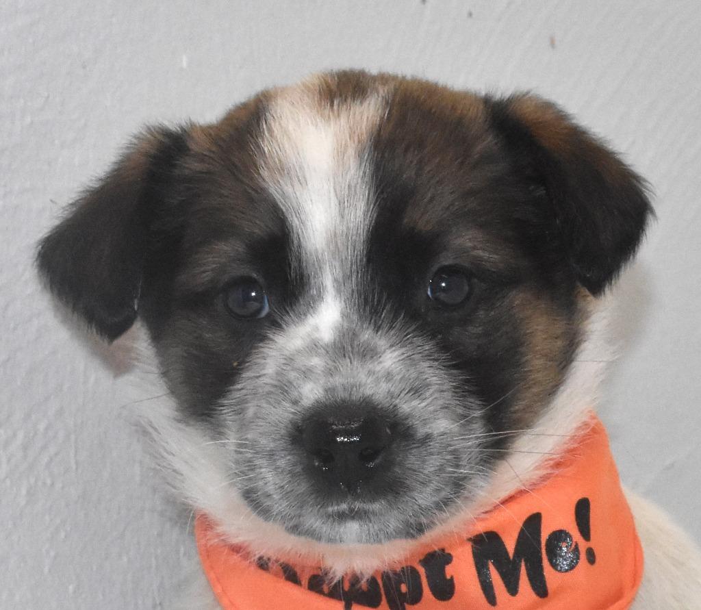 Enlarge Peanut Butter, a Adoptable Australian Cattle Dog / Blue Heeler in Springfield, OH image 2/4