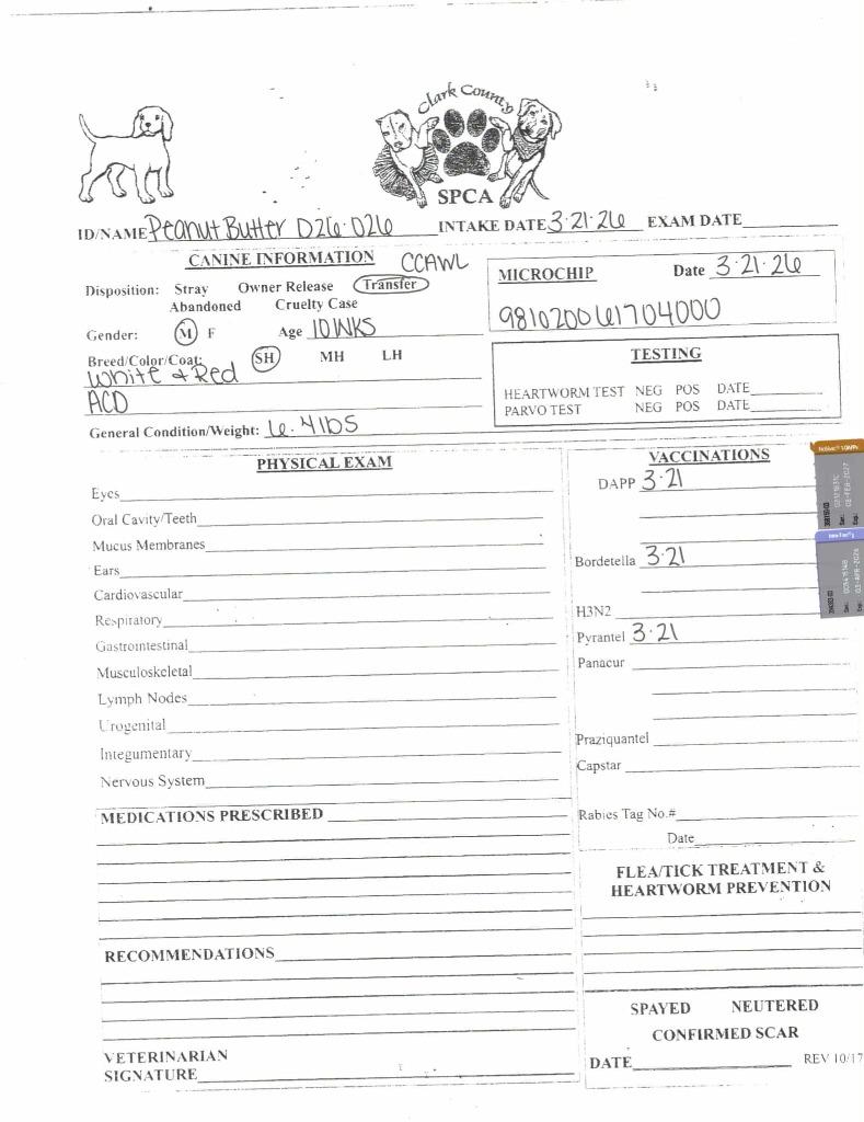 Enlarge Peanut Butter, a Adoptable Australian Cattle Dog / Blue Heeler in Springfield, OH image 3/4