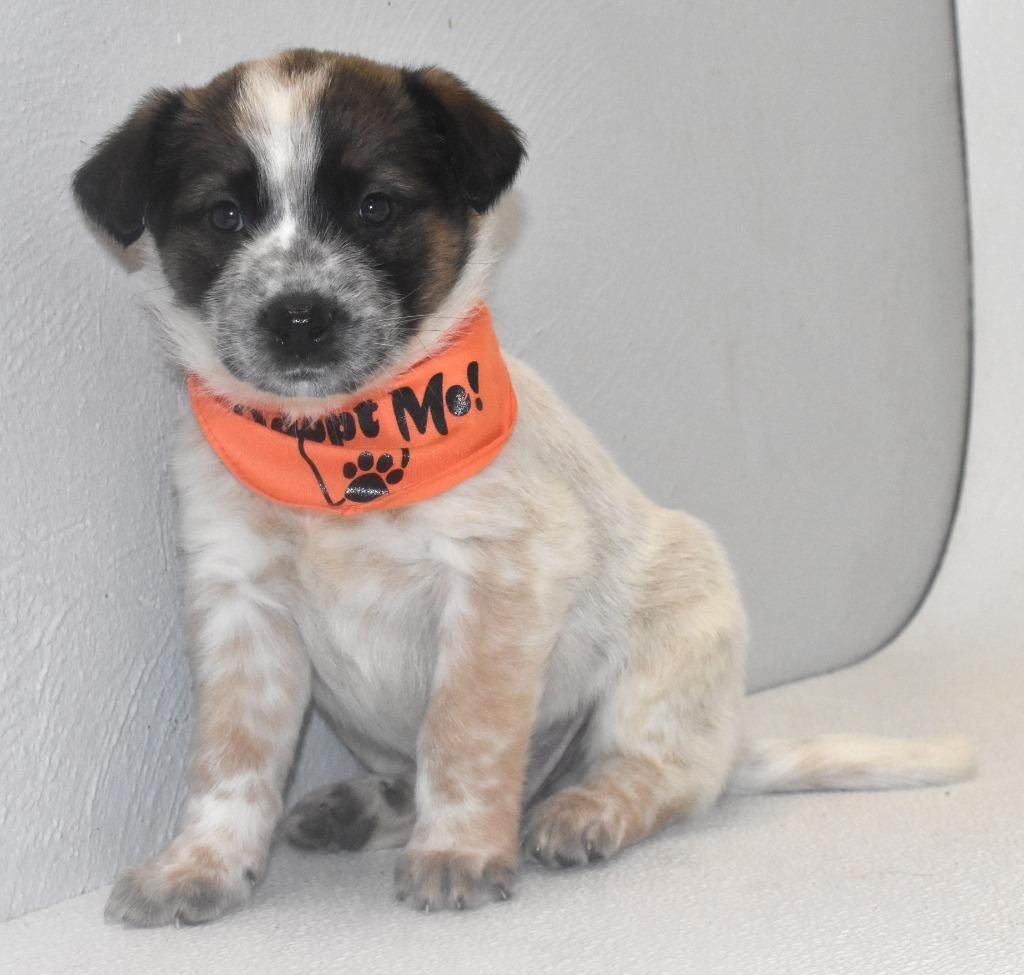 Enlarge Peanut Butter, a Adoptable Australian Cattle Dog / Blue Heeler in Springfield, OH image 4/4