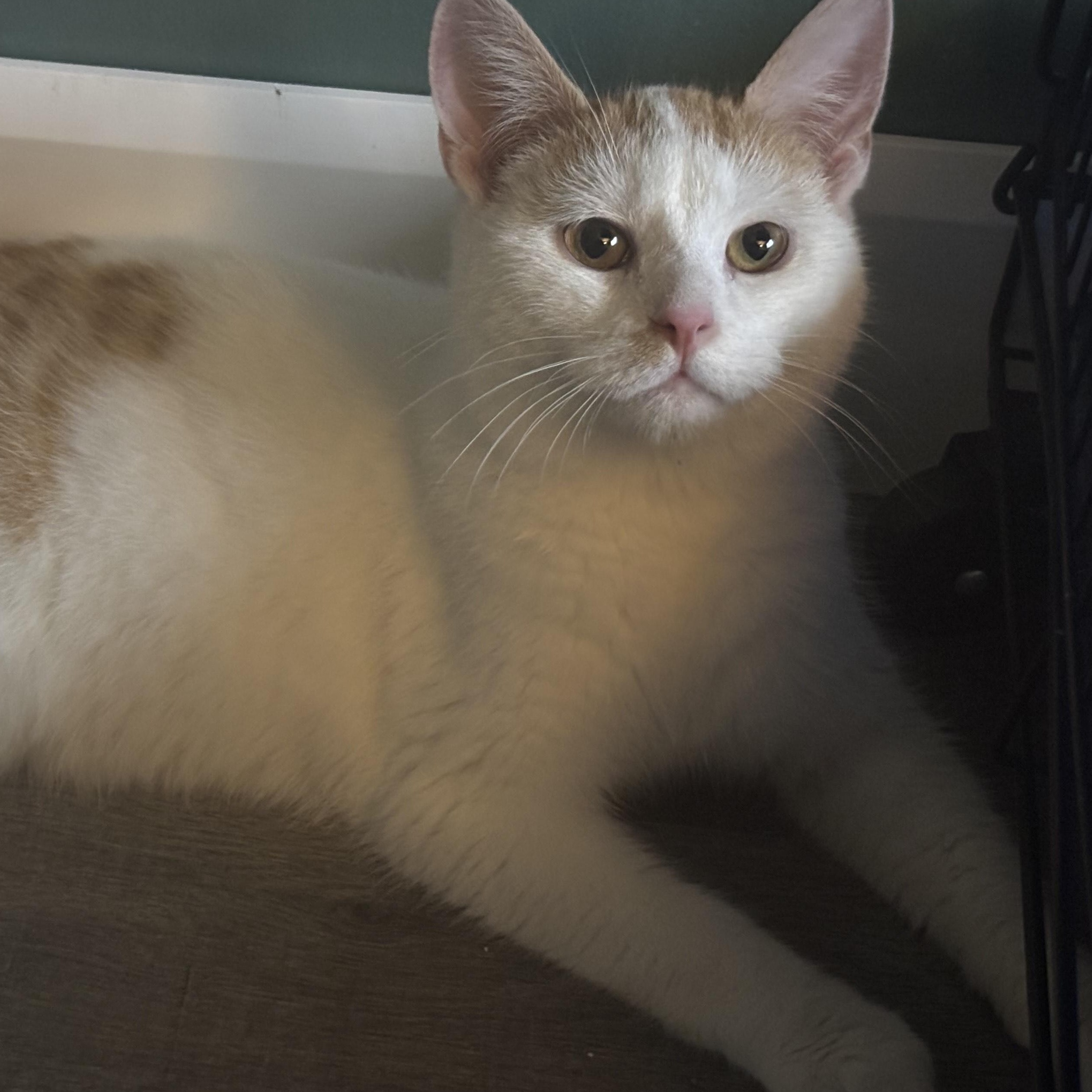 Enlarge Frosty, an adopted mixed breed in Everett, ON image 1/3