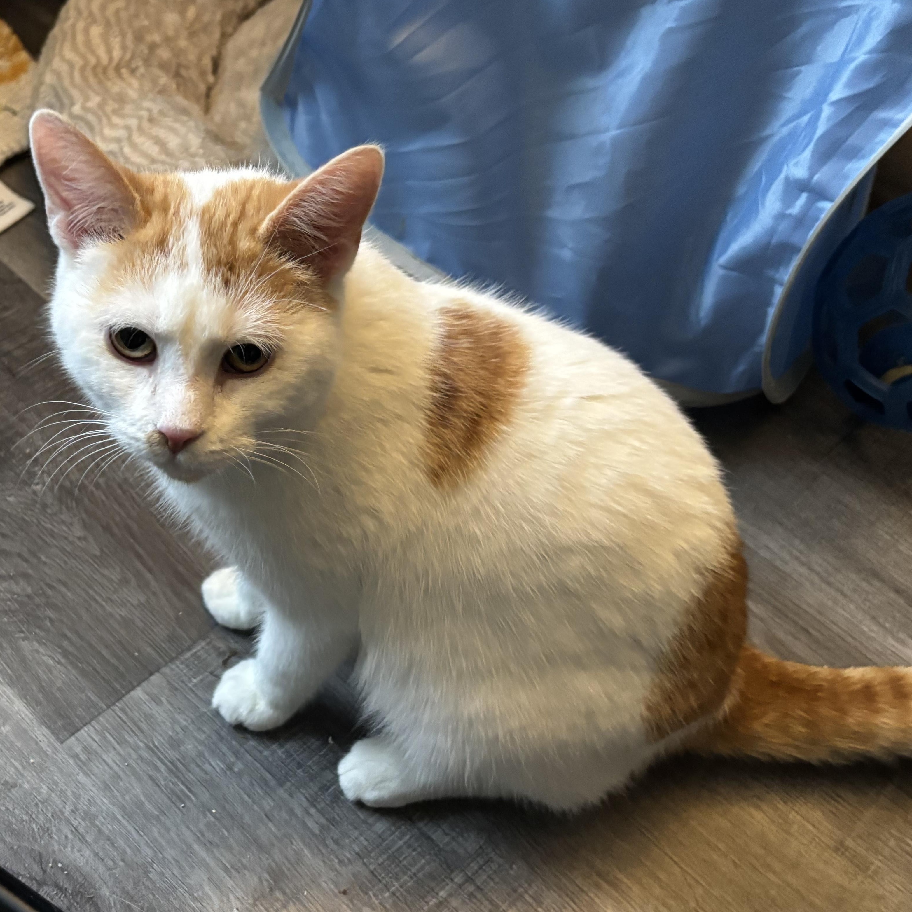 Enlarge Frosty, an adopted mixed breed in Everett, ON image 2/3