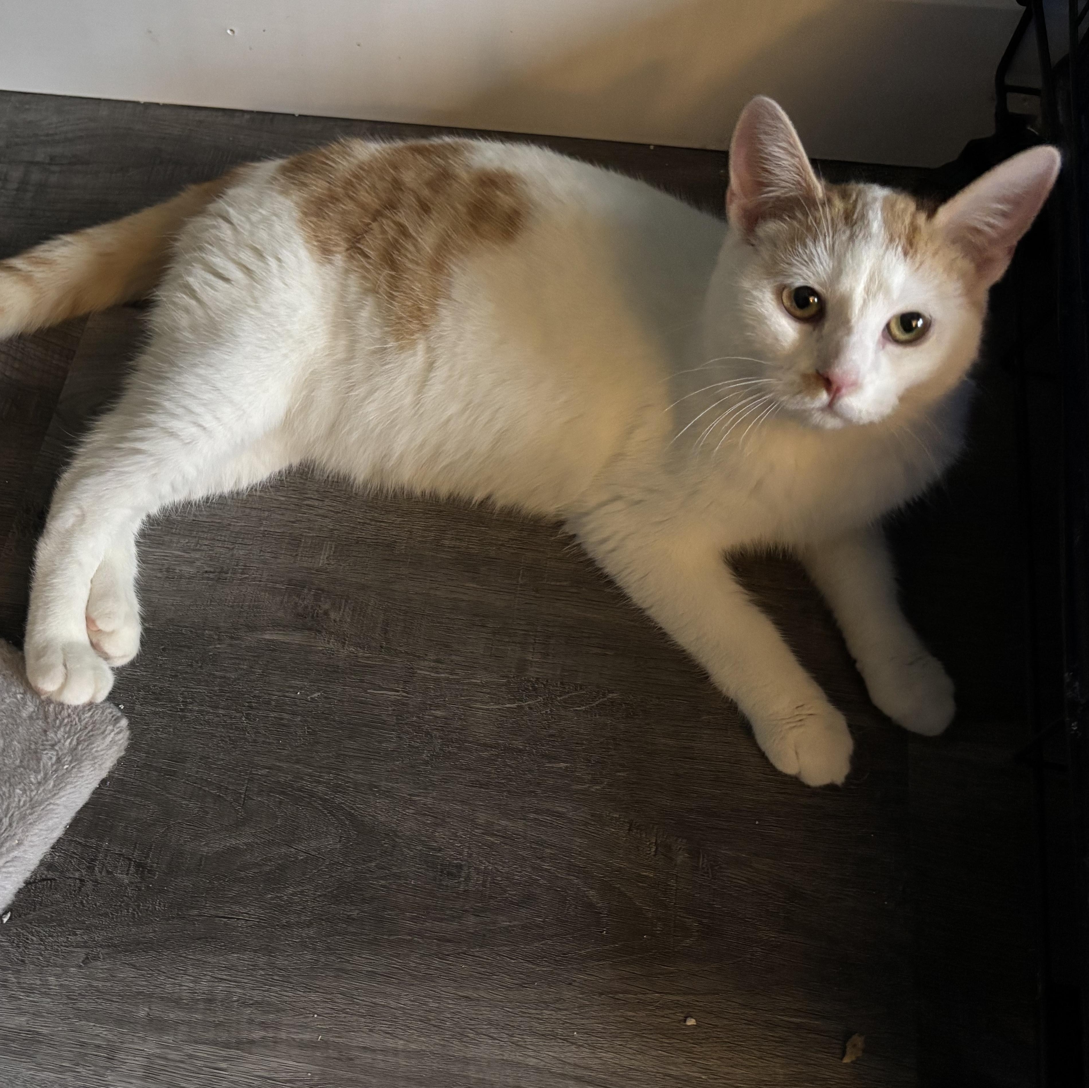 Enlarge Frosty, an adopted mixed breed in Everett, ON image 3/3