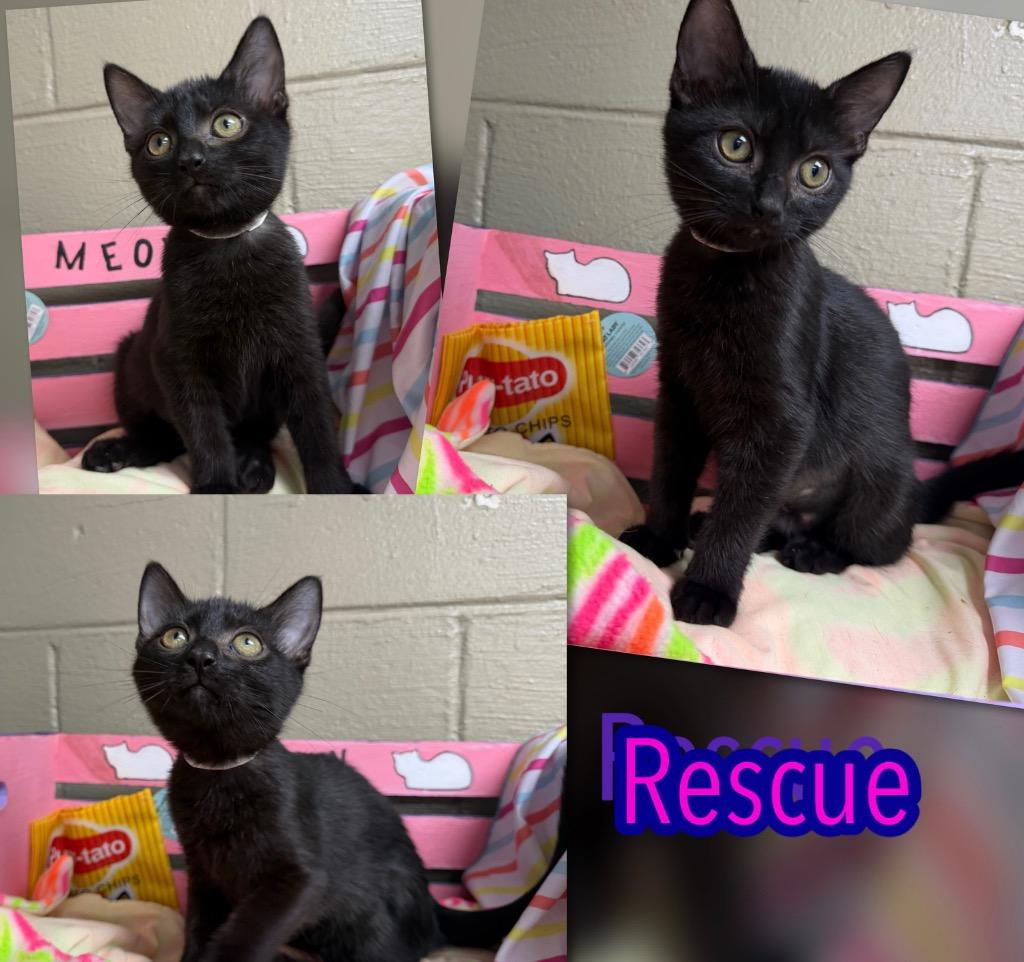 Enlarge Rescue, a Adoptable mixed breed in Blountville, TN image 1/1