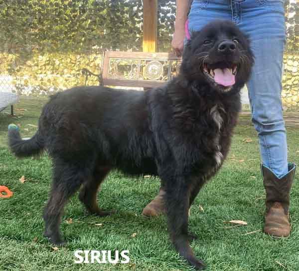 Enlarge Sirius, a ADOPTABLE mixed breed in Washington, GA image 1/2