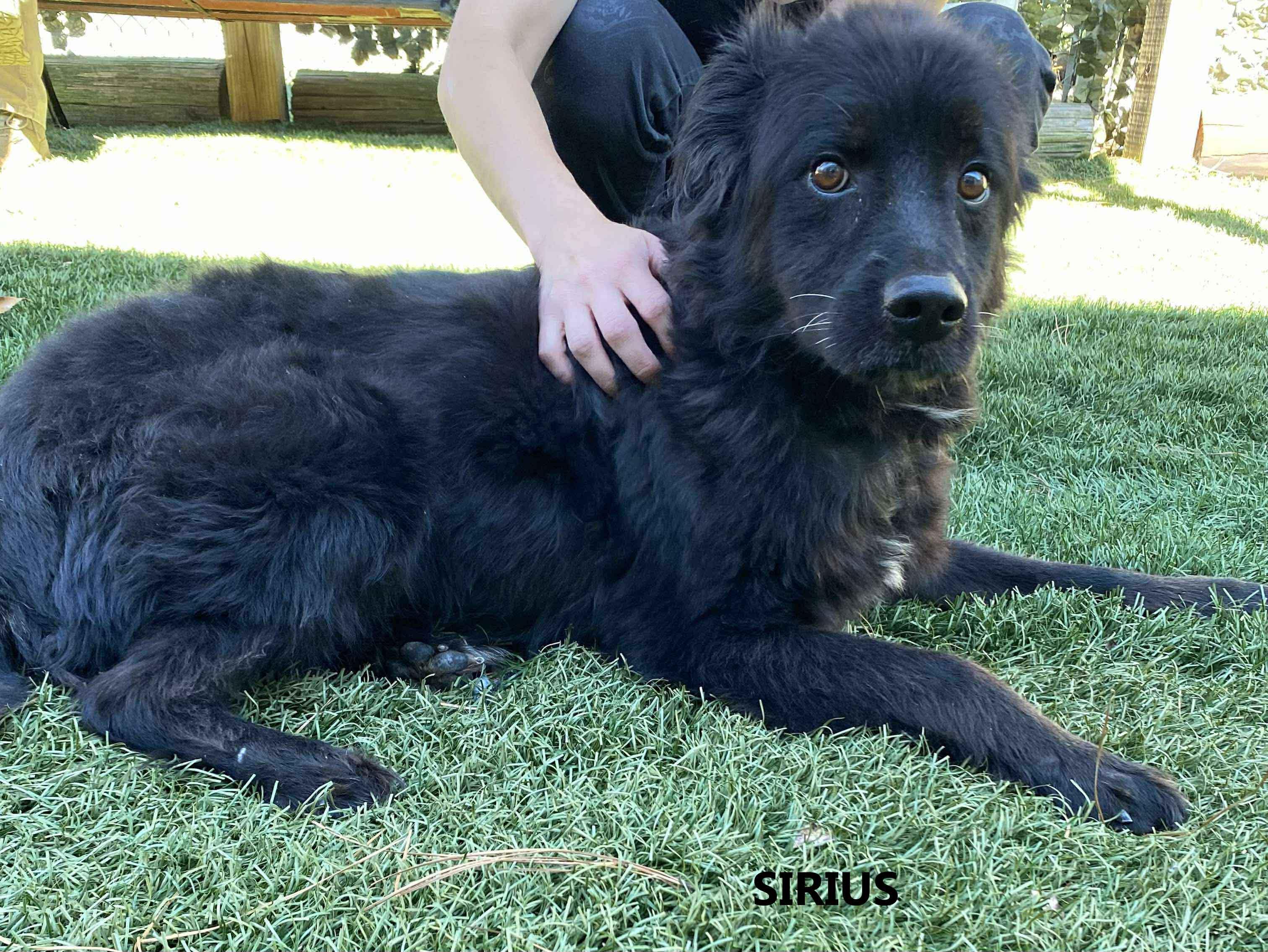 Enlarge Sirius, a ADOPTABLE mixed breed in Washington, GA image 2/2