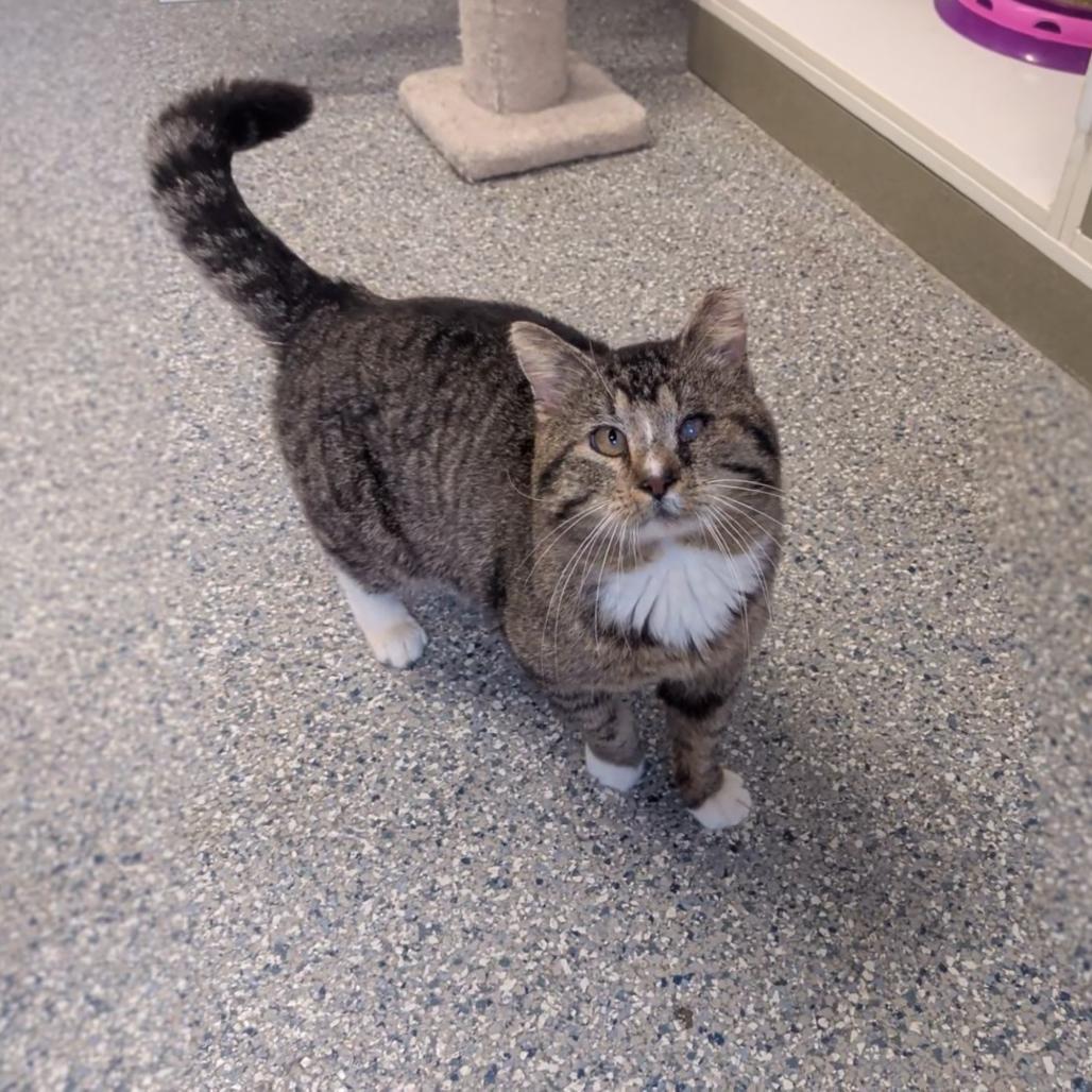 Frisco, Adoptable, Adult Male Domestic Short Hair.