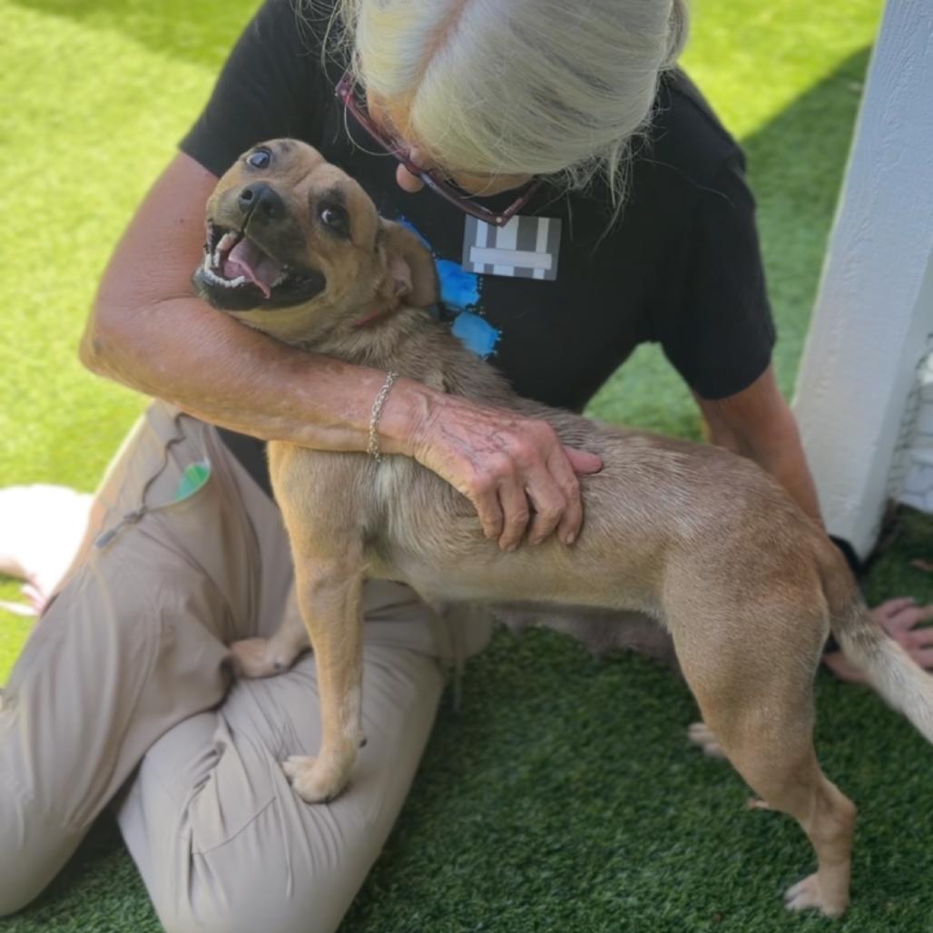 Martina A2285824, Adoptable, Young Female Chihuahua.