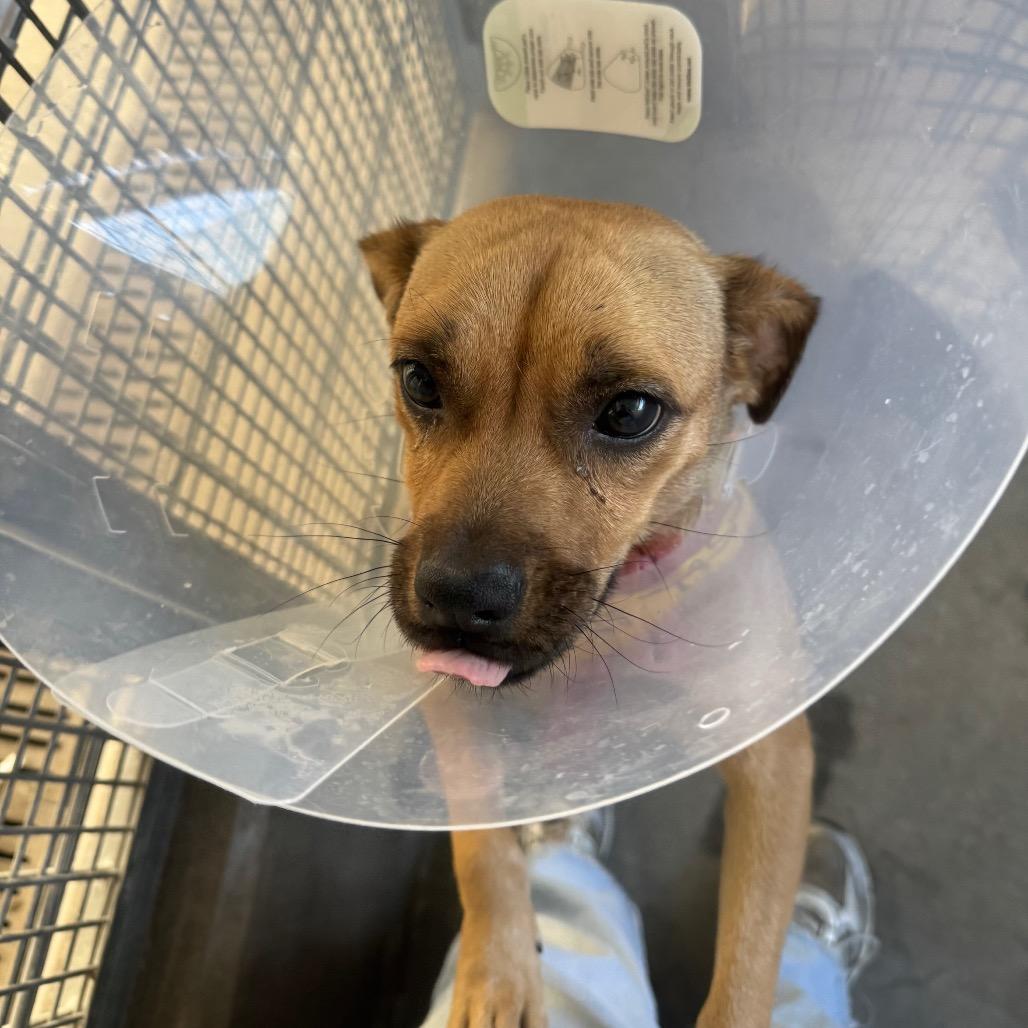 Enlarge Martina A2285824, a Adoptable Chihuahua in Middletown, NY image 2/6