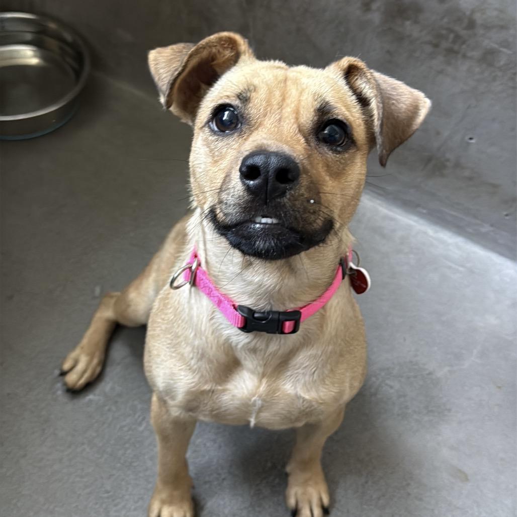 Enlarge Martina A2285824, a Adoptable Chihuahua in Middletown, NY image 4/6