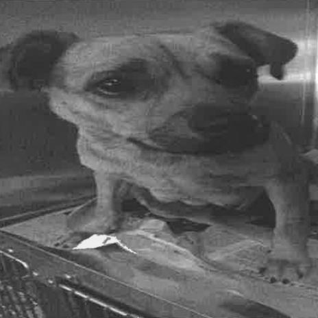Enlarge Martina A2285824, a Adoptable Chihuahua in Middletown, NY image 5/6