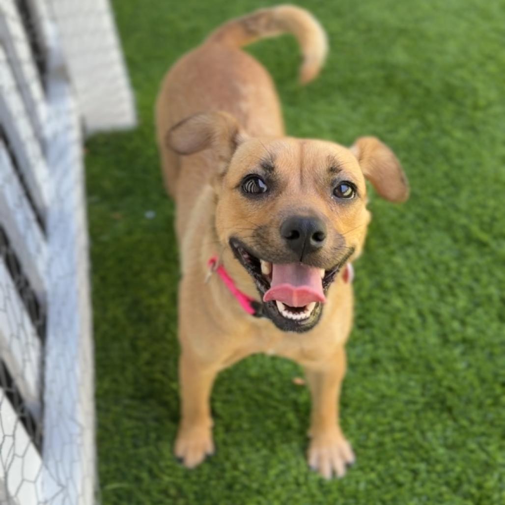 Enlarge Martina A2285824, a Adoptable Chihuahua in Middletown, NY image 6/6