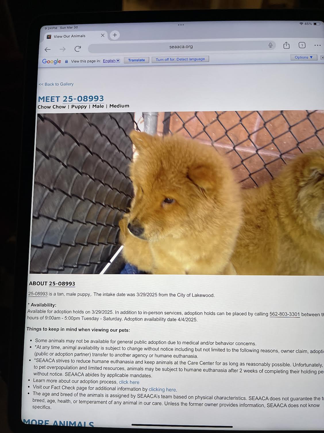 bennie look at pix of the two chows