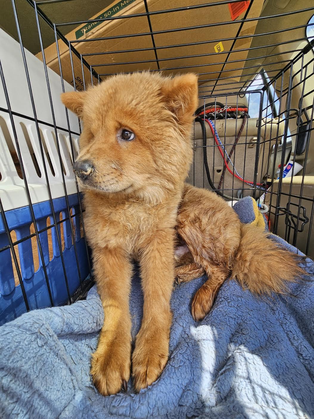 bennie look at pix of the two chows photo 2
