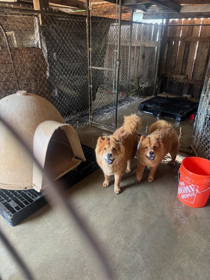 bennie look at pix of the two chows photo 3