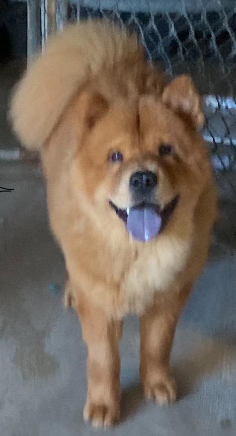 bennie, a Adoptable Chow Chow in Marina del Rey, CA image 3/3
