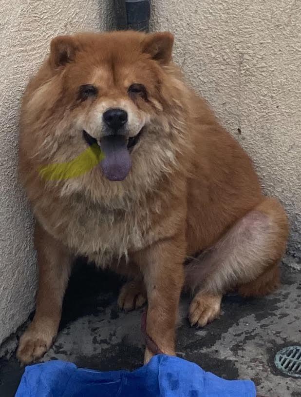 Enlarge bennie, a Adoptable Chow Chow in Marina del Rey, CA image 3/3