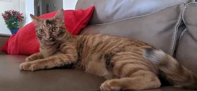 Journey, a Adoptable Domestic Short Hair in Hoover , AL image 1/6