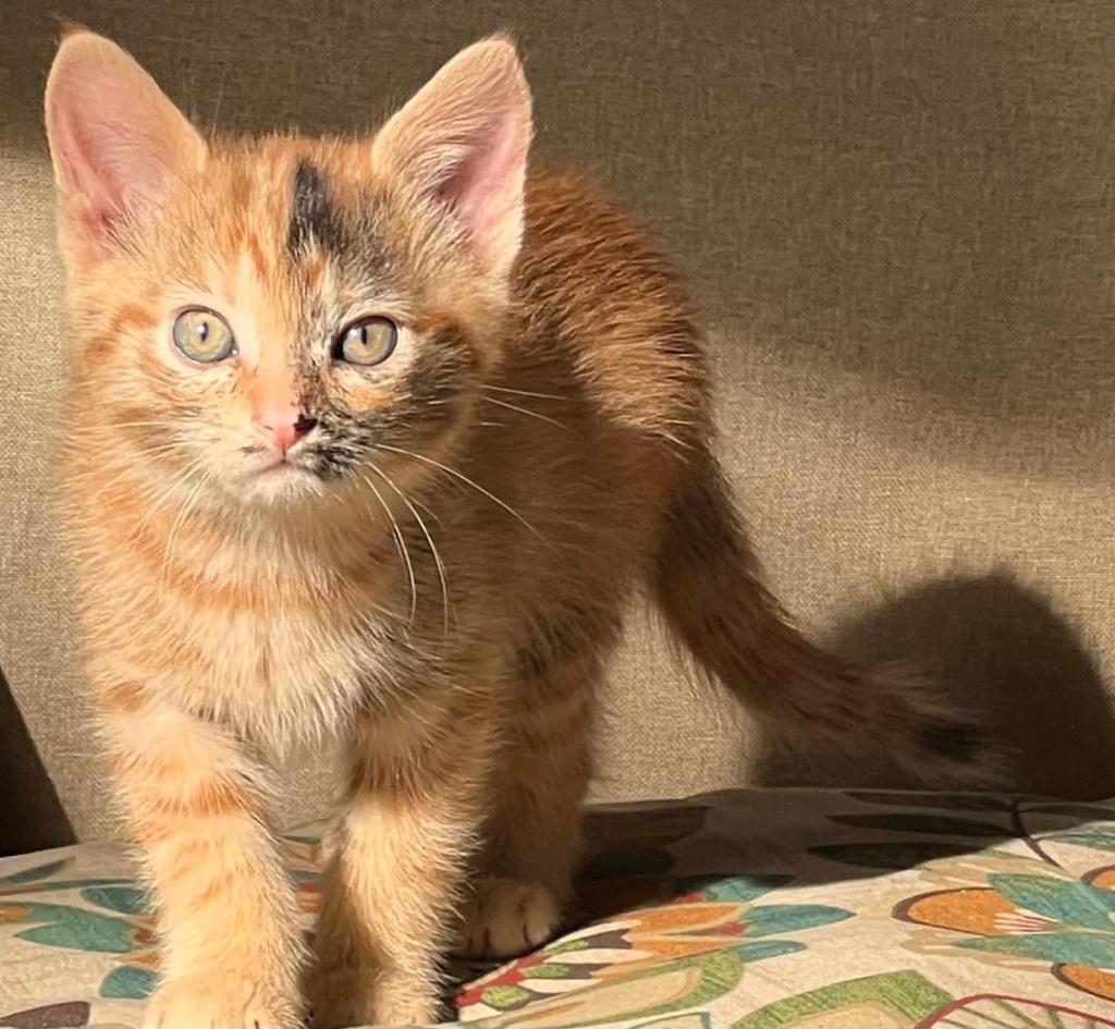 Journey, a Adoptable Domestic Short Hair in Hoover , AL image 2/6