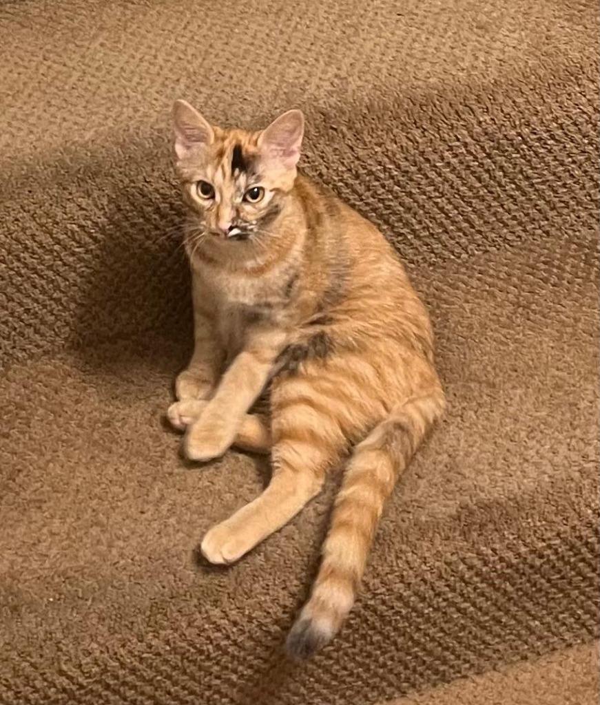 Journey, Adoptable, Kitten Female Domestic Short Hair.