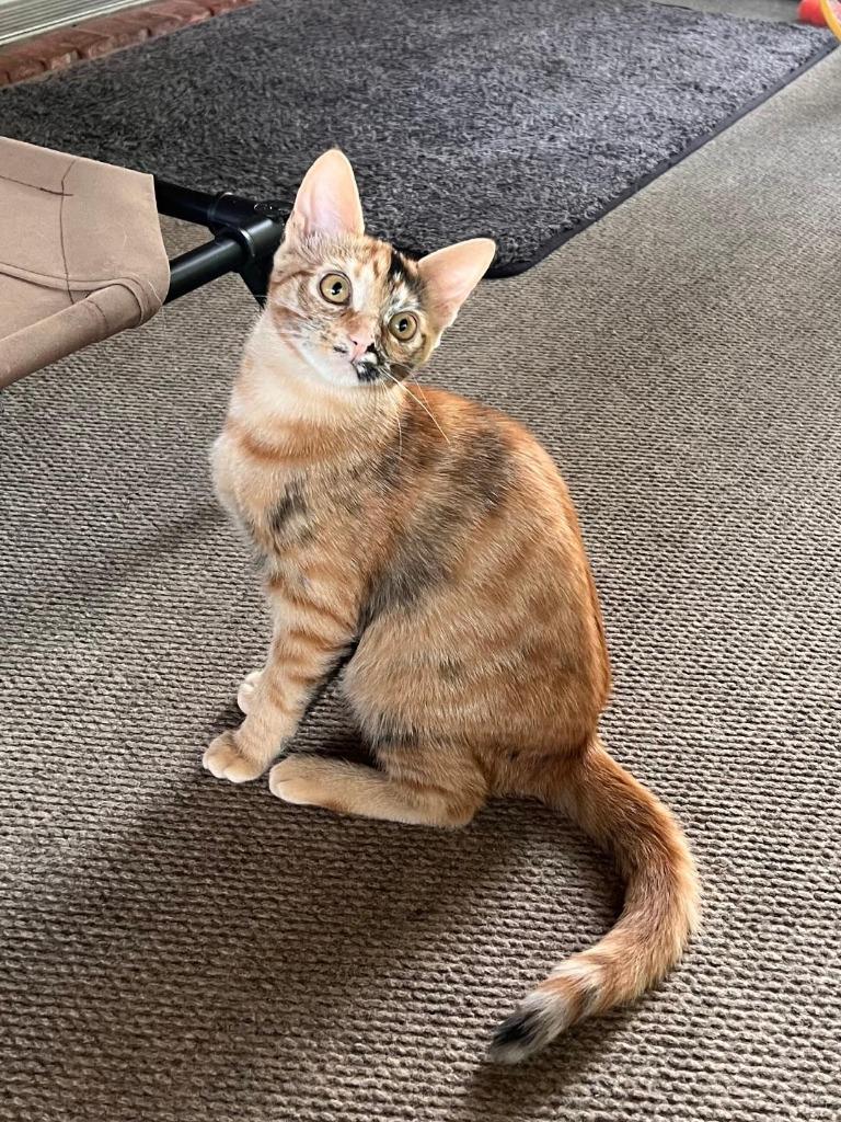 Journey, a Adoptable Domestic Short Hair in Hoover , AL image 3/6