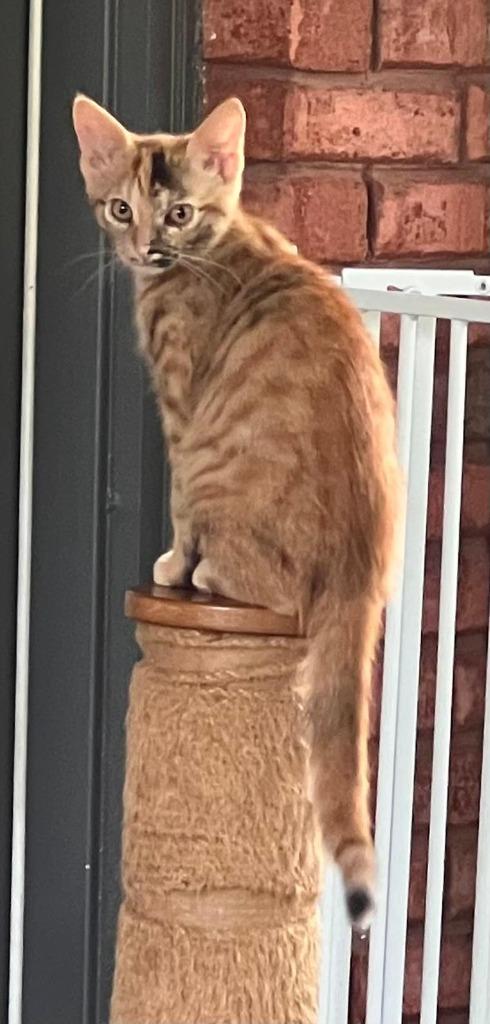 Journey, a Adoptable Domestic Short Hair in Hoover , AL image 5/6