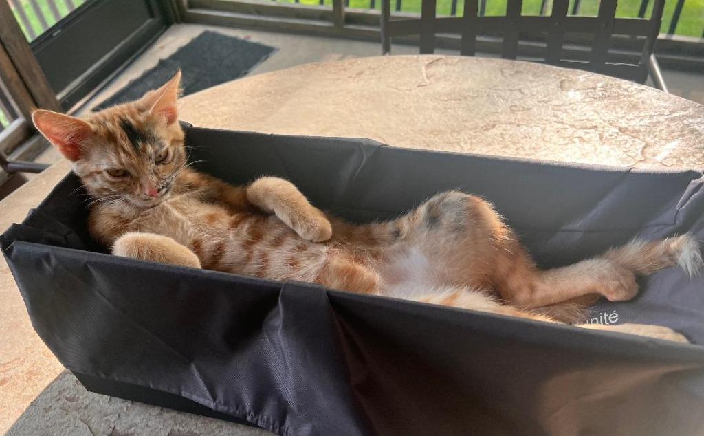 Journey, a Adoptable Domestic Short Hair in Hoover , AL image 6/6