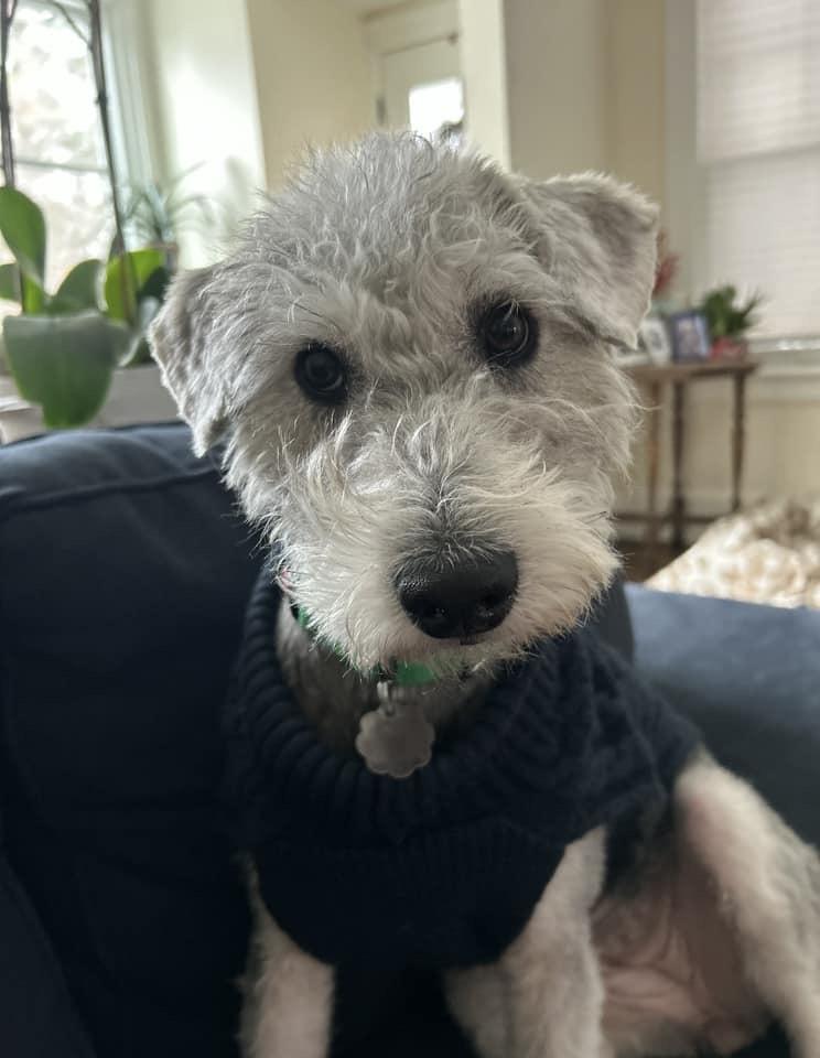 Bella, ADOPTABLE, Adult Female Schnauzer & Poodle.