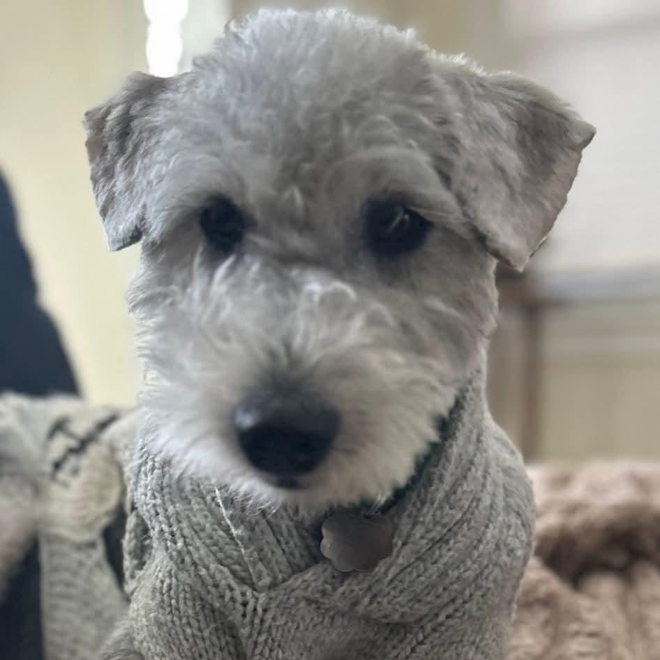 Enlarge Bella, a ADOPTABLE mixed breed in Mount Bethel, PA image 2/3