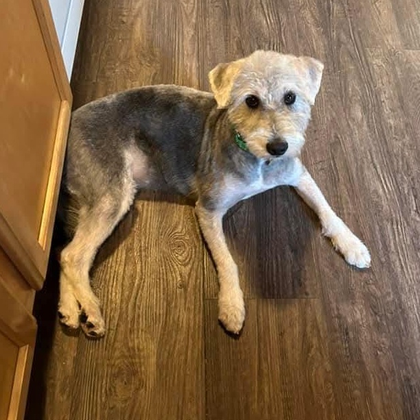 Enlarge Bella, a ADOPTABLE mixed breed in Mount Bethel, PA image 3/3