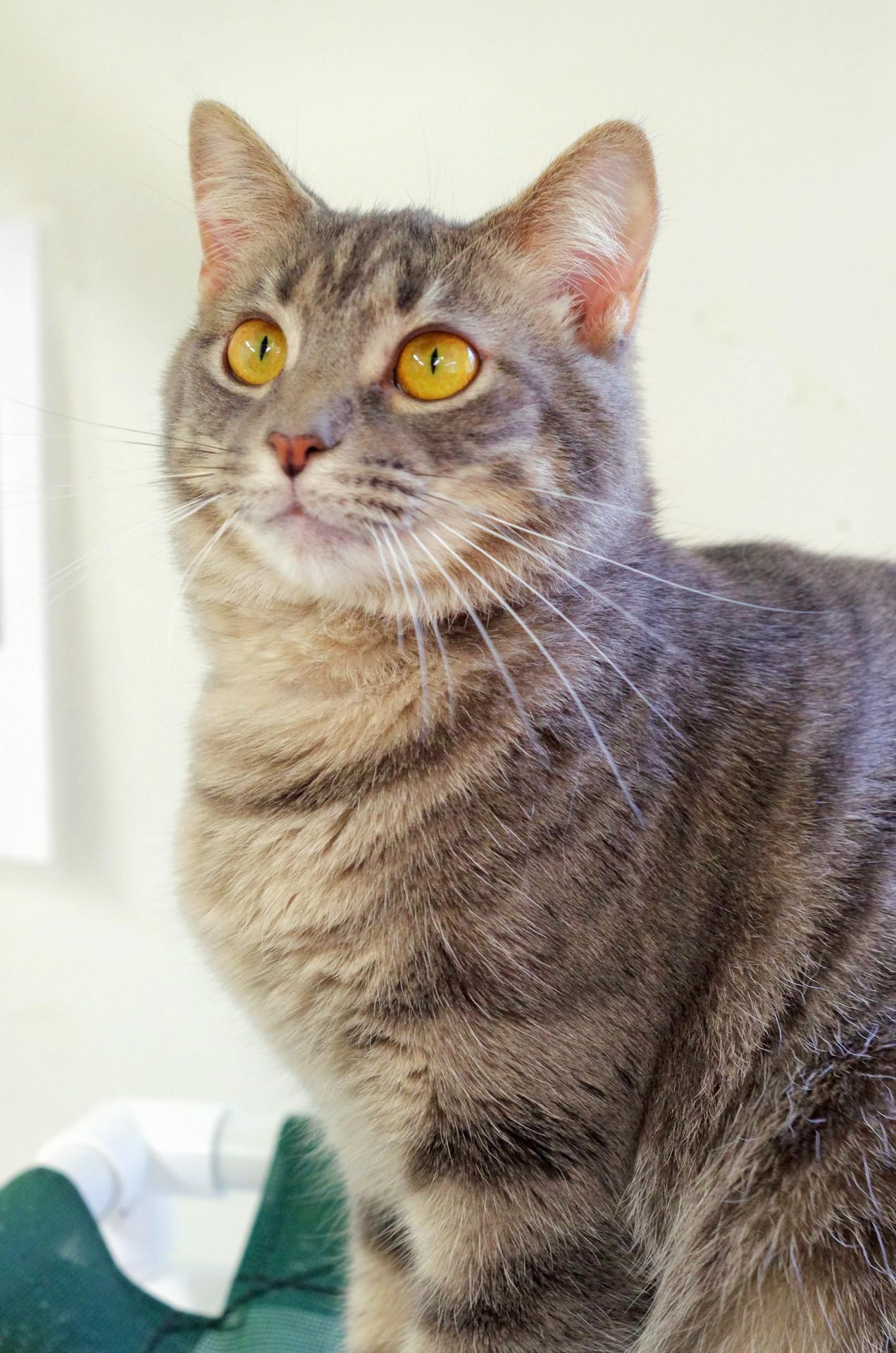 Caroline, a Adoptable Tabby in Sautee Nacoochee, GA image 1/5