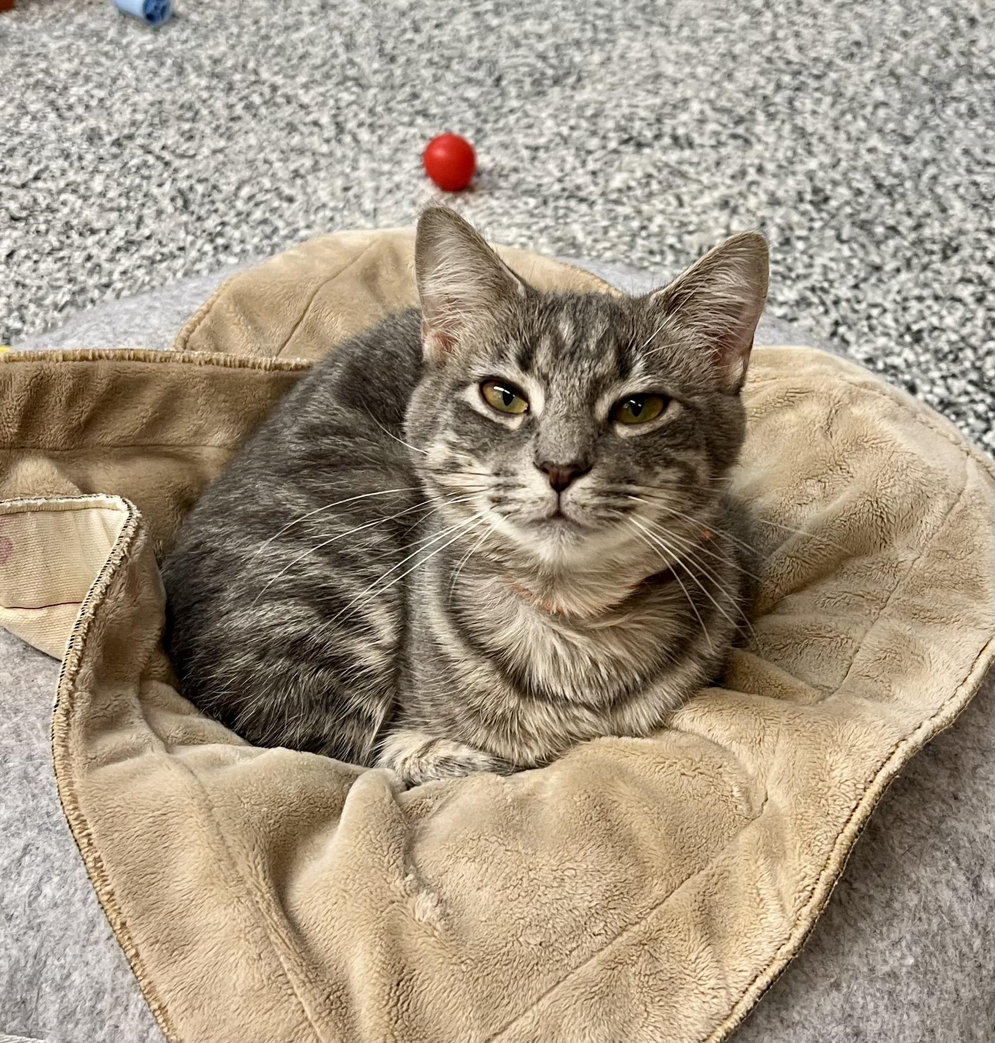 Caroline, a Adoptable Tabby in Sautee Nacoochee, GA image 3/5