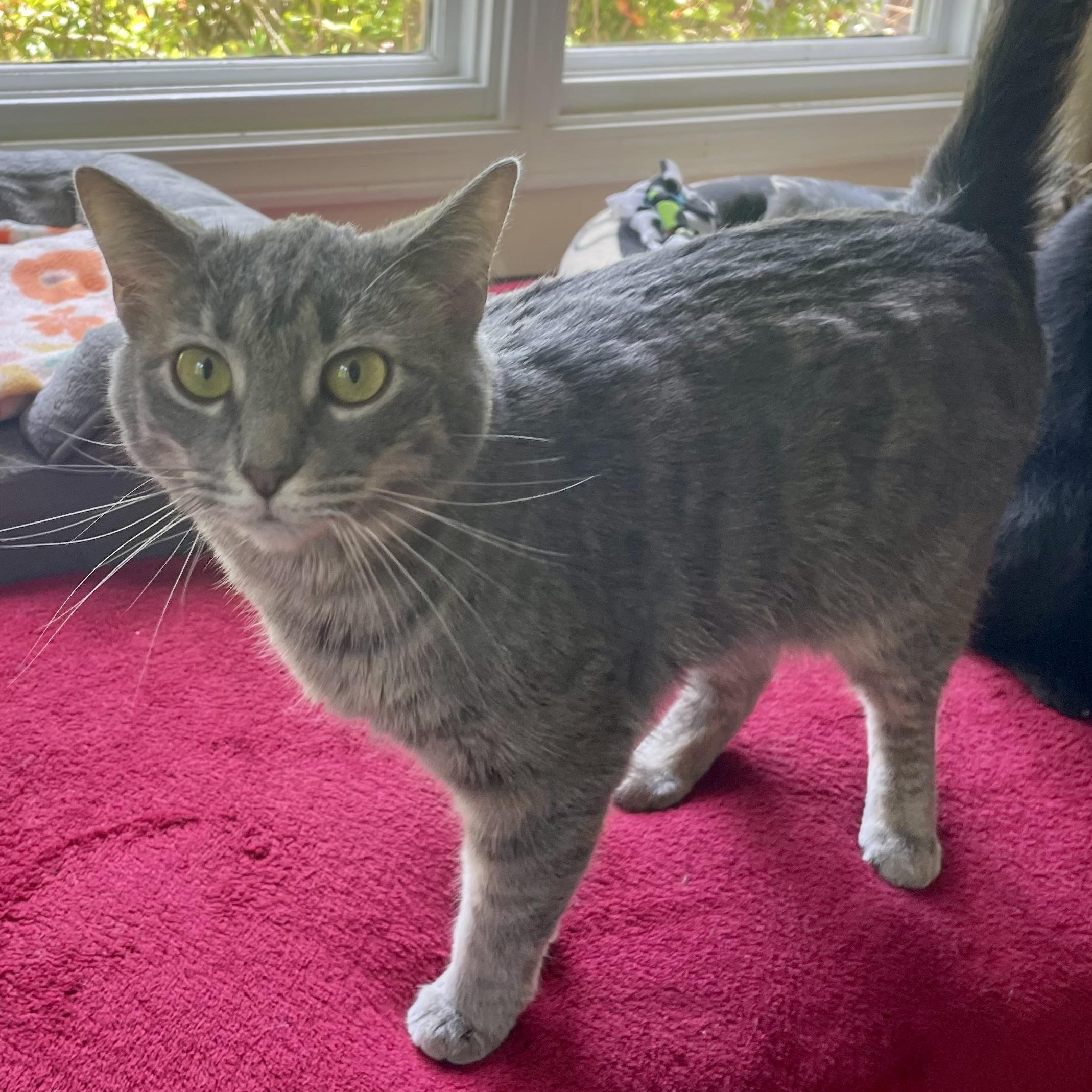 Enlarge Lola, a Adoptable Tabby in Sautee Nacoochee, GA image 1/6
