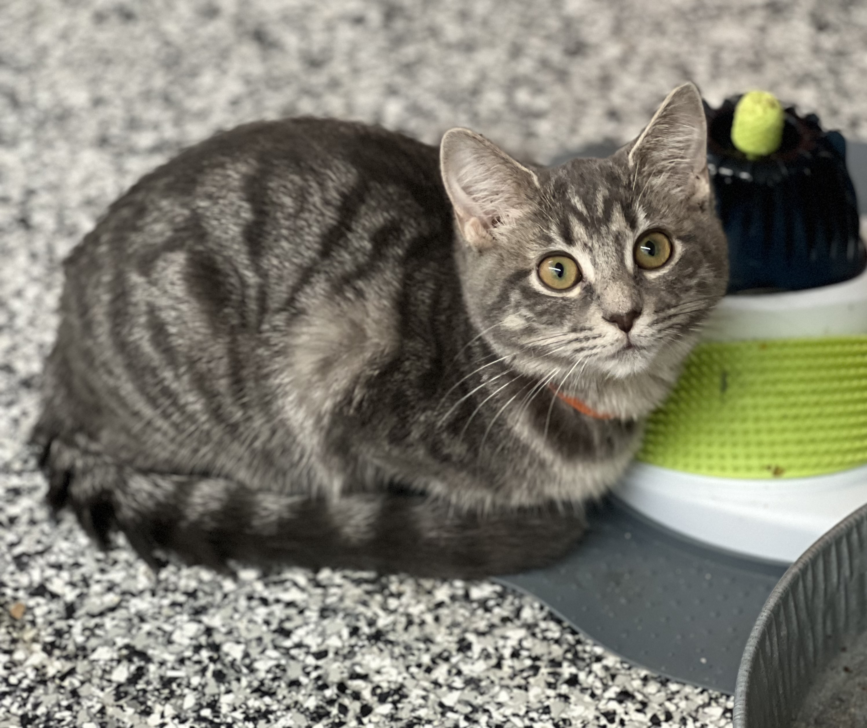 Caroline, a Adoptable Tabby in Sautee Nacoochee, GA image 5/5