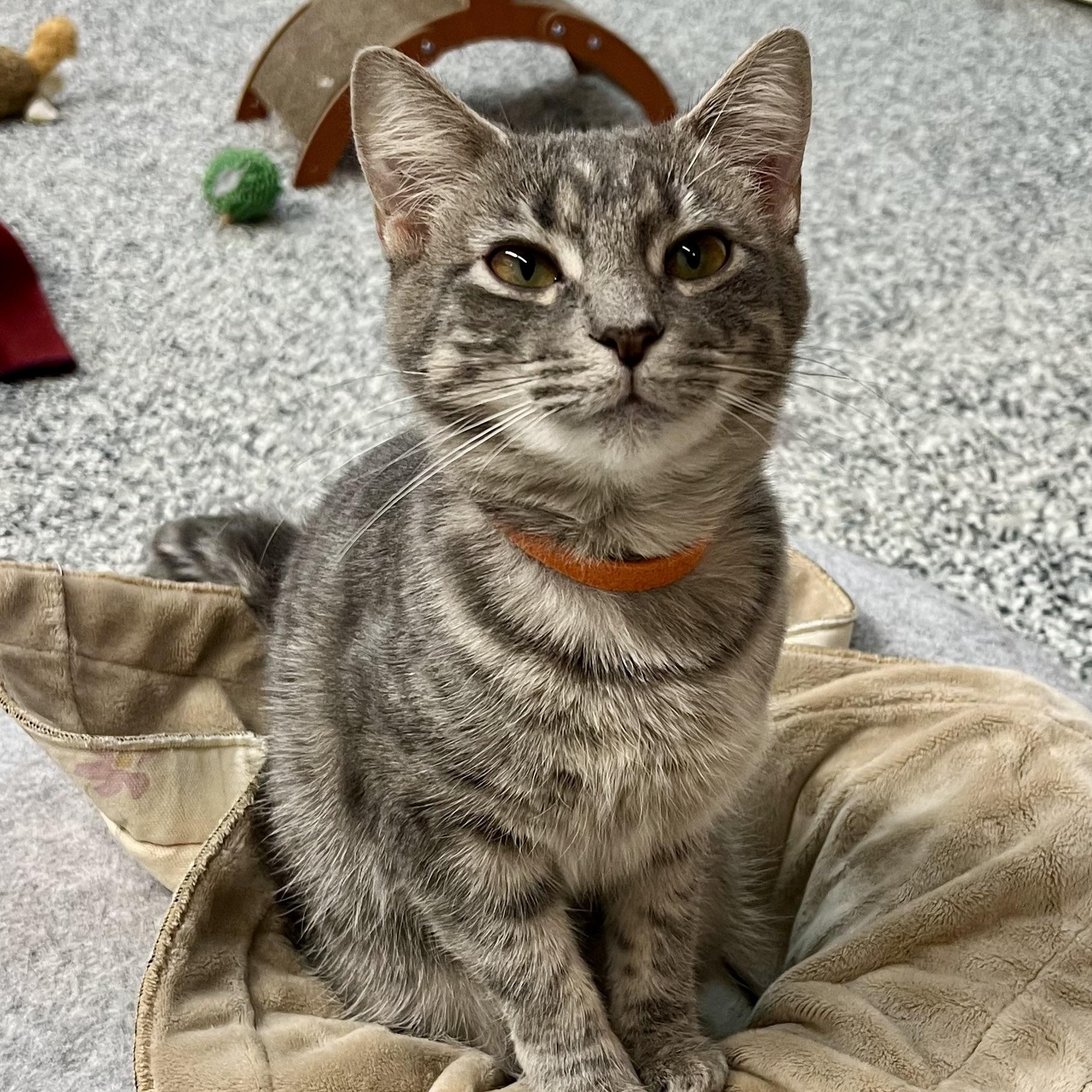 Caroline, a Adoptable Tabby in Sautee Nacoochee, GA image 2/5