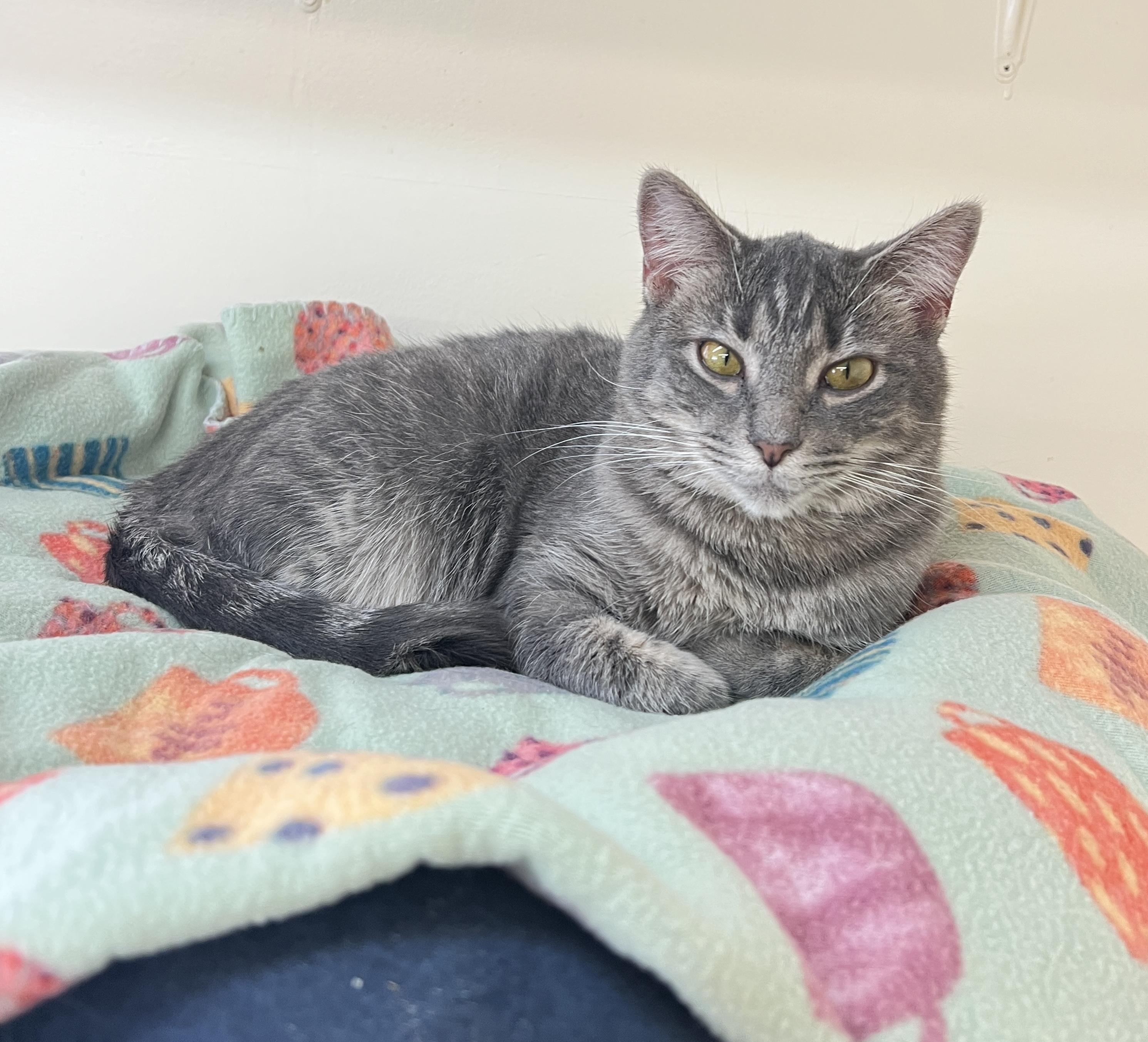 Enlarge Caroline, a Adoptable Tabby in Sautee Nacoochee, GA image 6/6