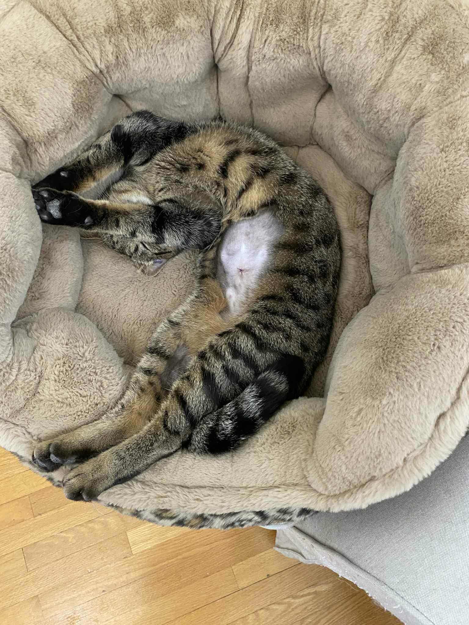 Enlarge Pikotine, a Adopted Domestic Short Hair in Montreal, QC image 4/5