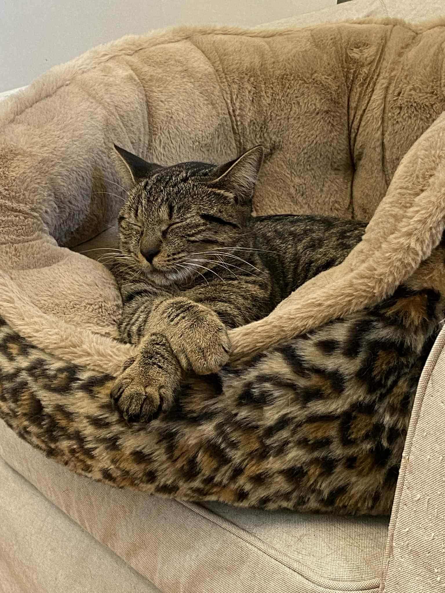 Enlarge Pikotine, a Adopted Domestic Short Hair in Montreal, QC image 5/5