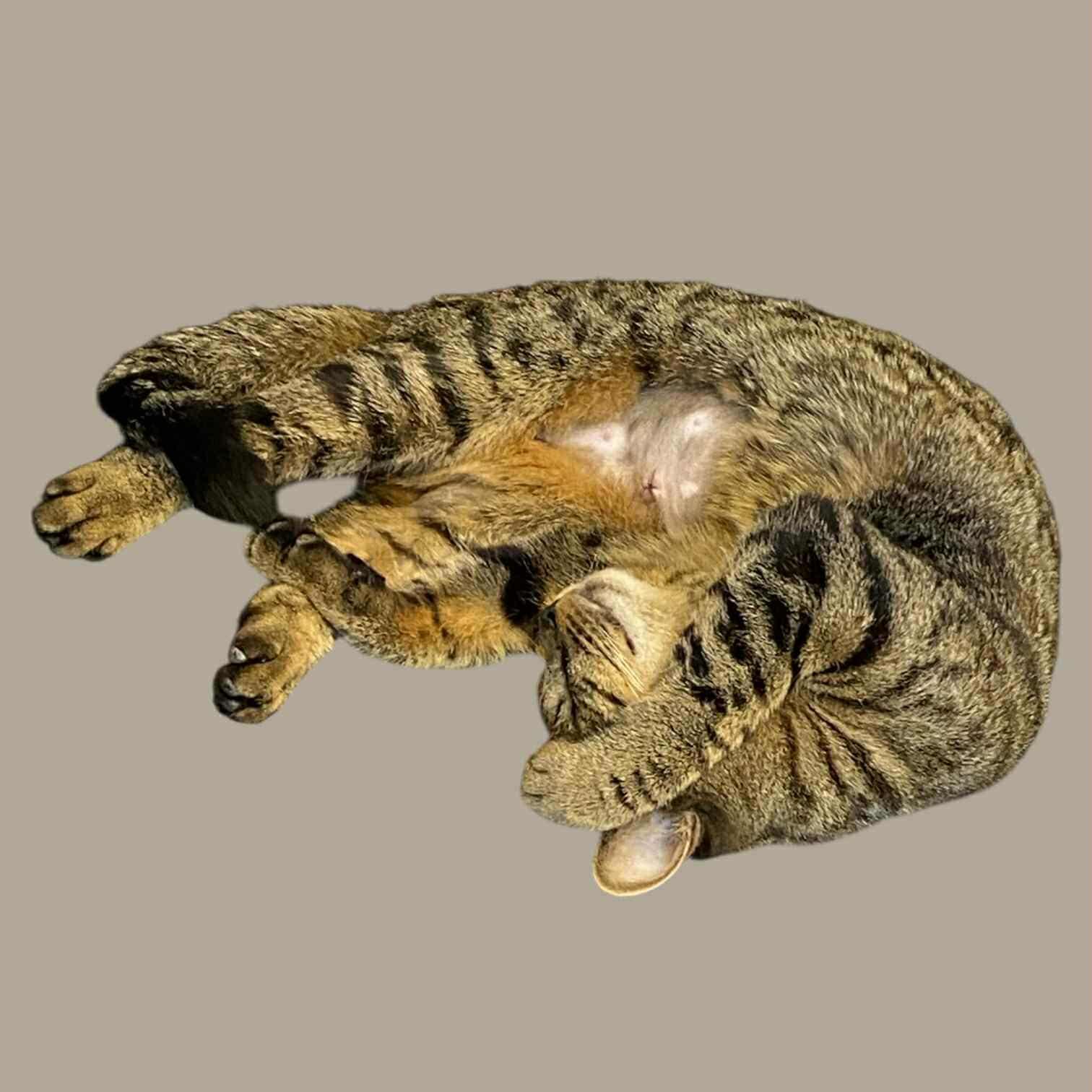 Enlarge Pikotine, a Adopted Domestic Short Hair in Montreal, QC image 3/5