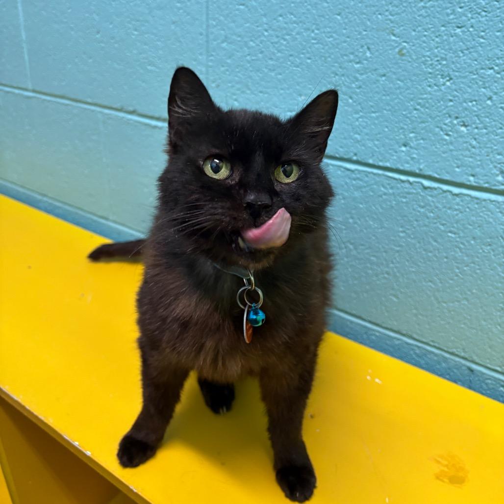 Enlarge Celia Mae, a Adoptable Domestic Short Hair in Springfield, MO image 1/6