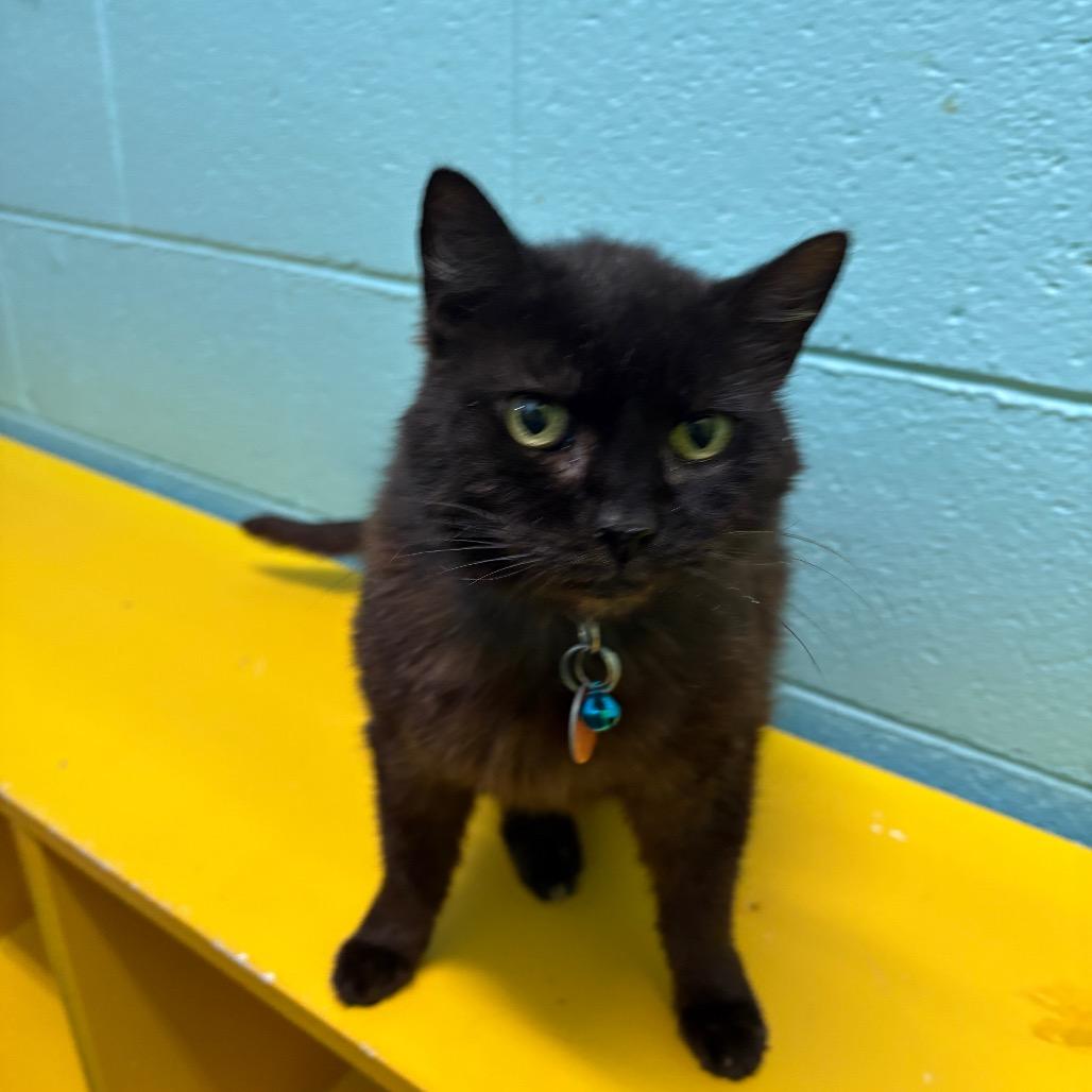 Enlarge Celia Mae, a Adoptable Domestic Short Hair in Springfield, MO image 2/6