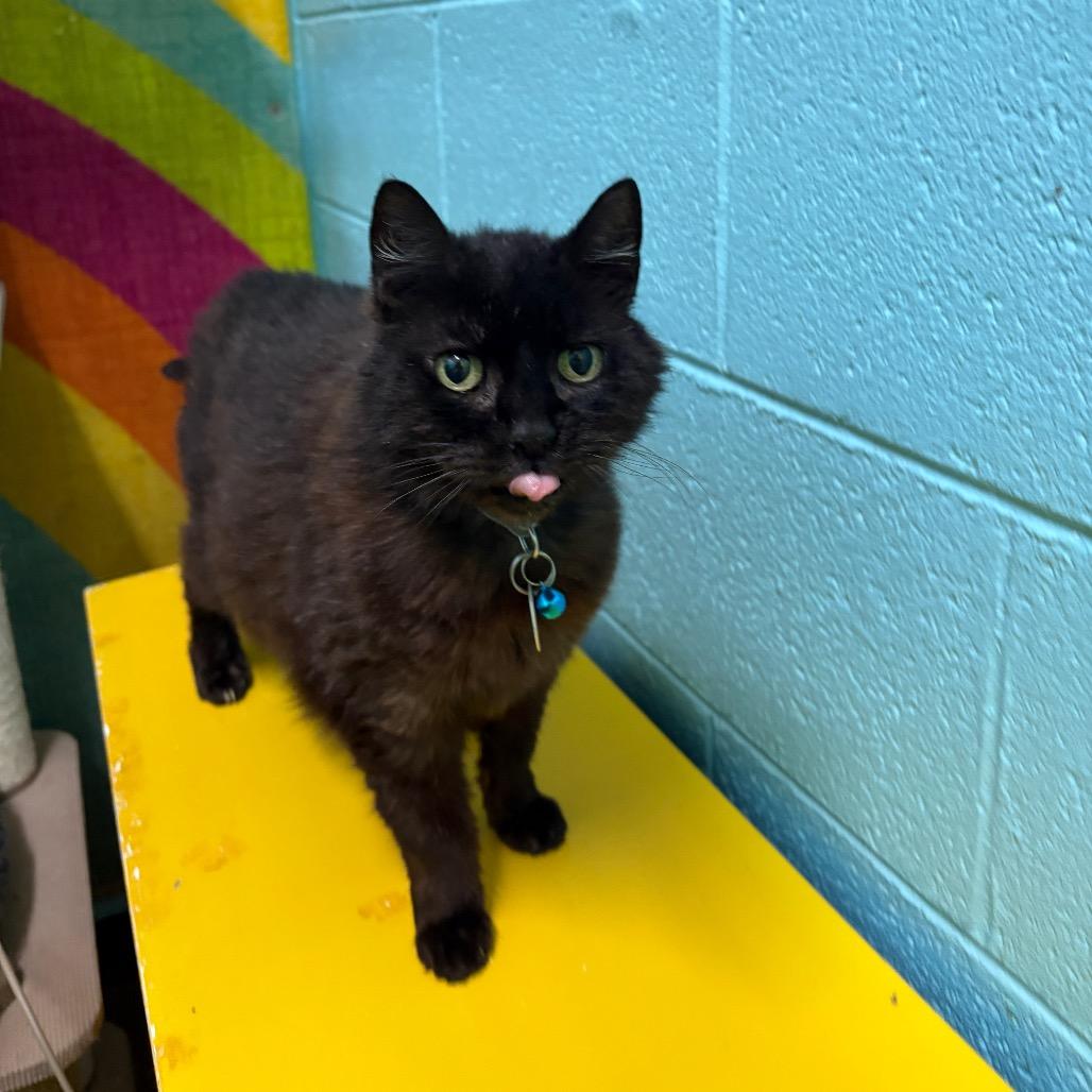 Enlarge Celia Mae, a Adoptable Domestic Short Hair in Springfield, MO image 3/6