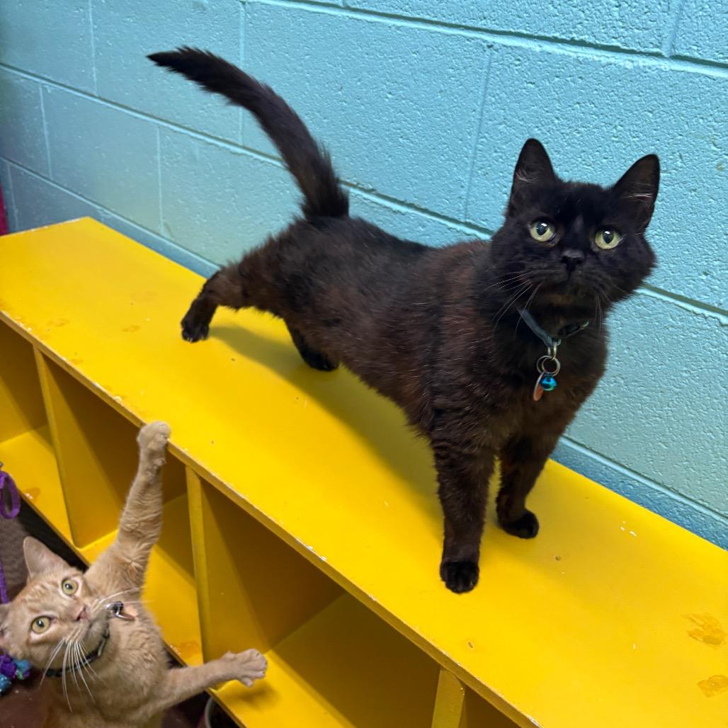 Enlarge Celia Mae, a Adoptable Domestic Short Hair in Springfield, MO image 4/6