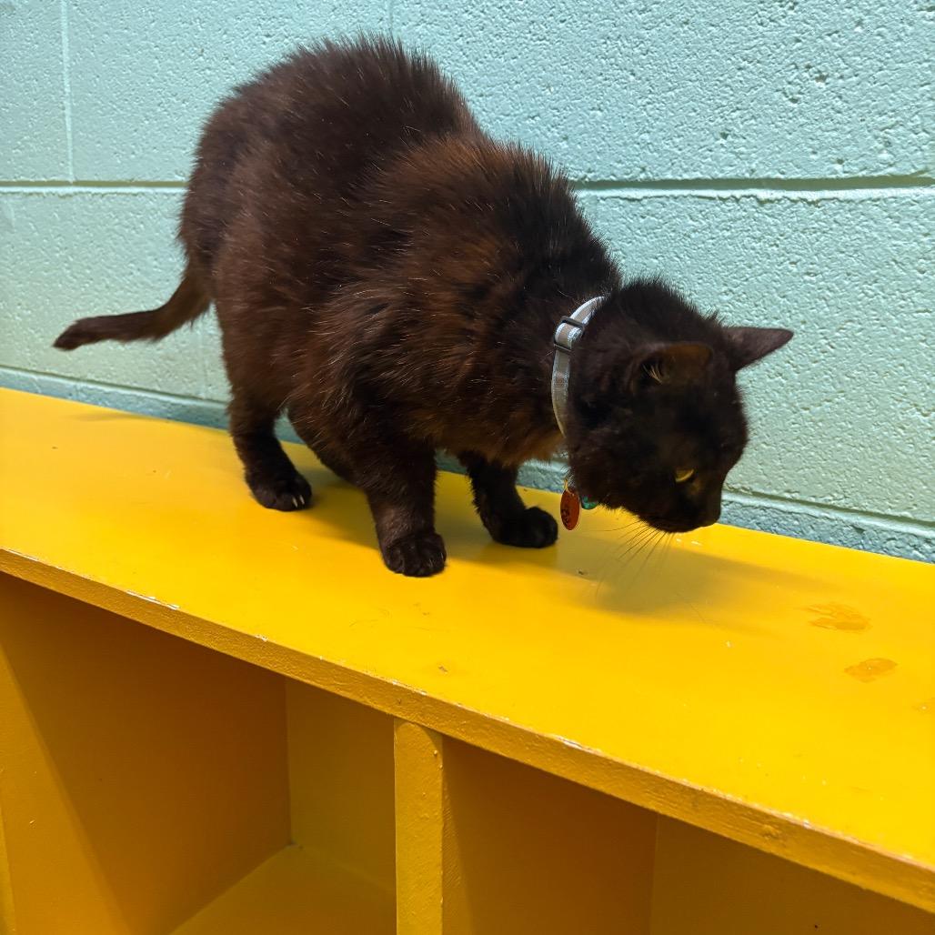 Enlarge Celia Mae, a Adoptable Domestic Short Hair in Springfield, MO image 5/6