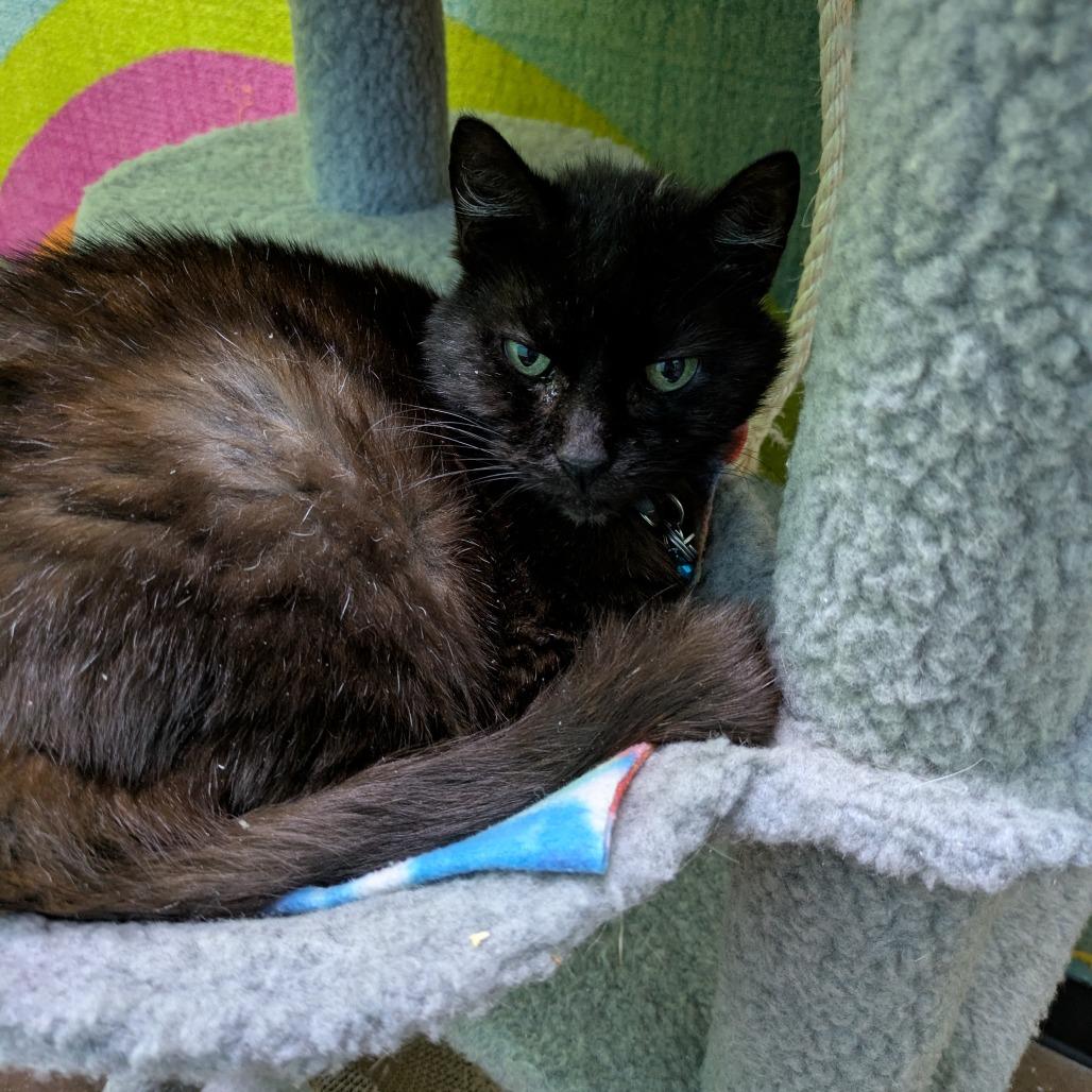 Enlarge Celia Mae, a Adoptable Domestic Short Hair in Springfield, MO image 6/6