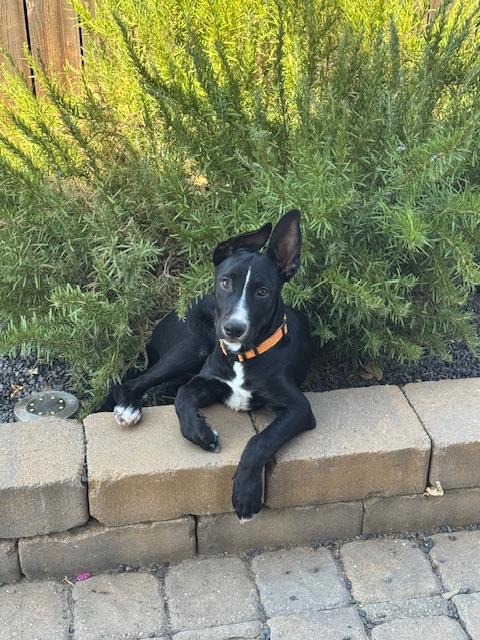 Zoey