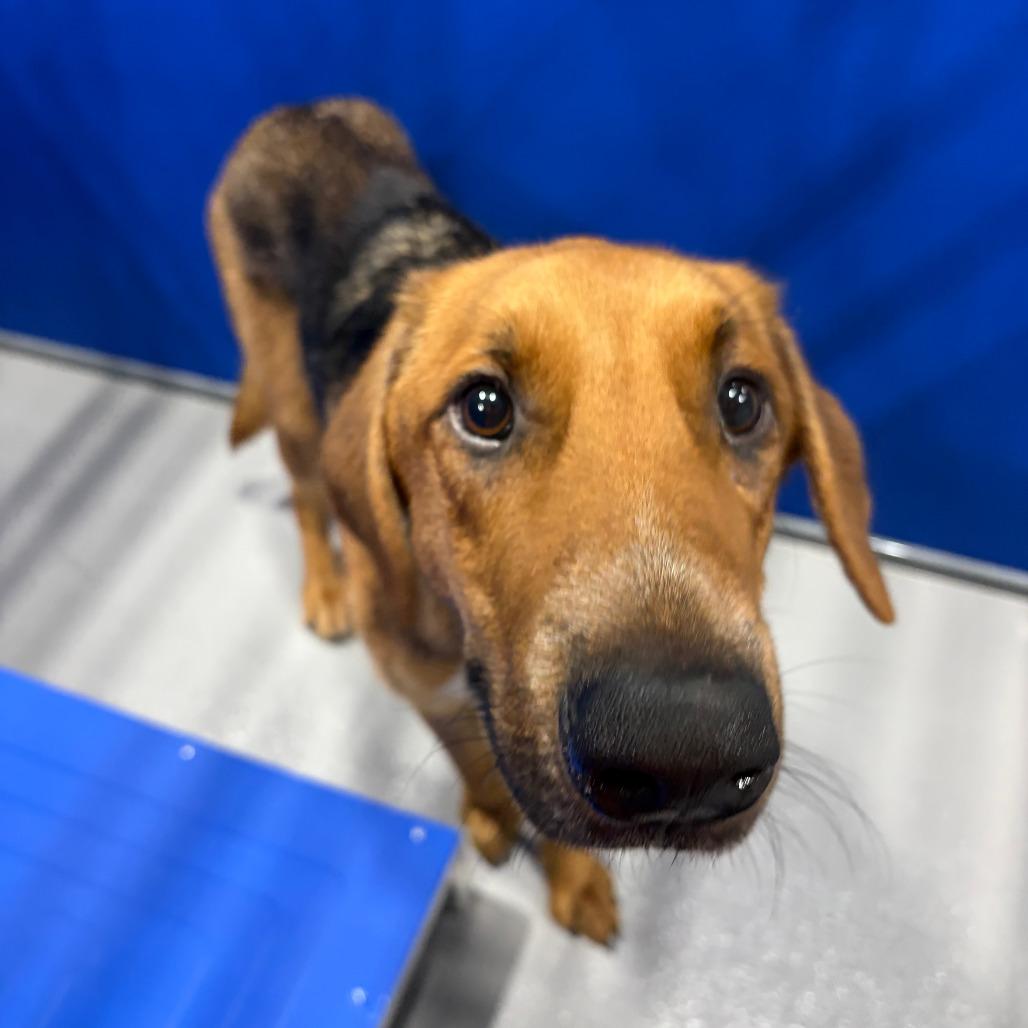 Enlarge Cooper, a Adoptable mixed breed in Kerrville, TX image 2/6